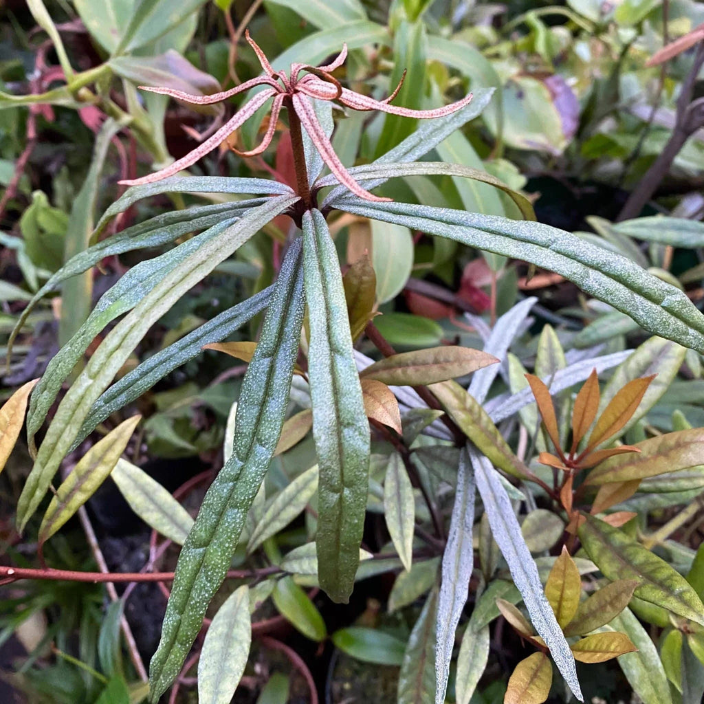 Rhododendron himantodes 大森食虫植物農園