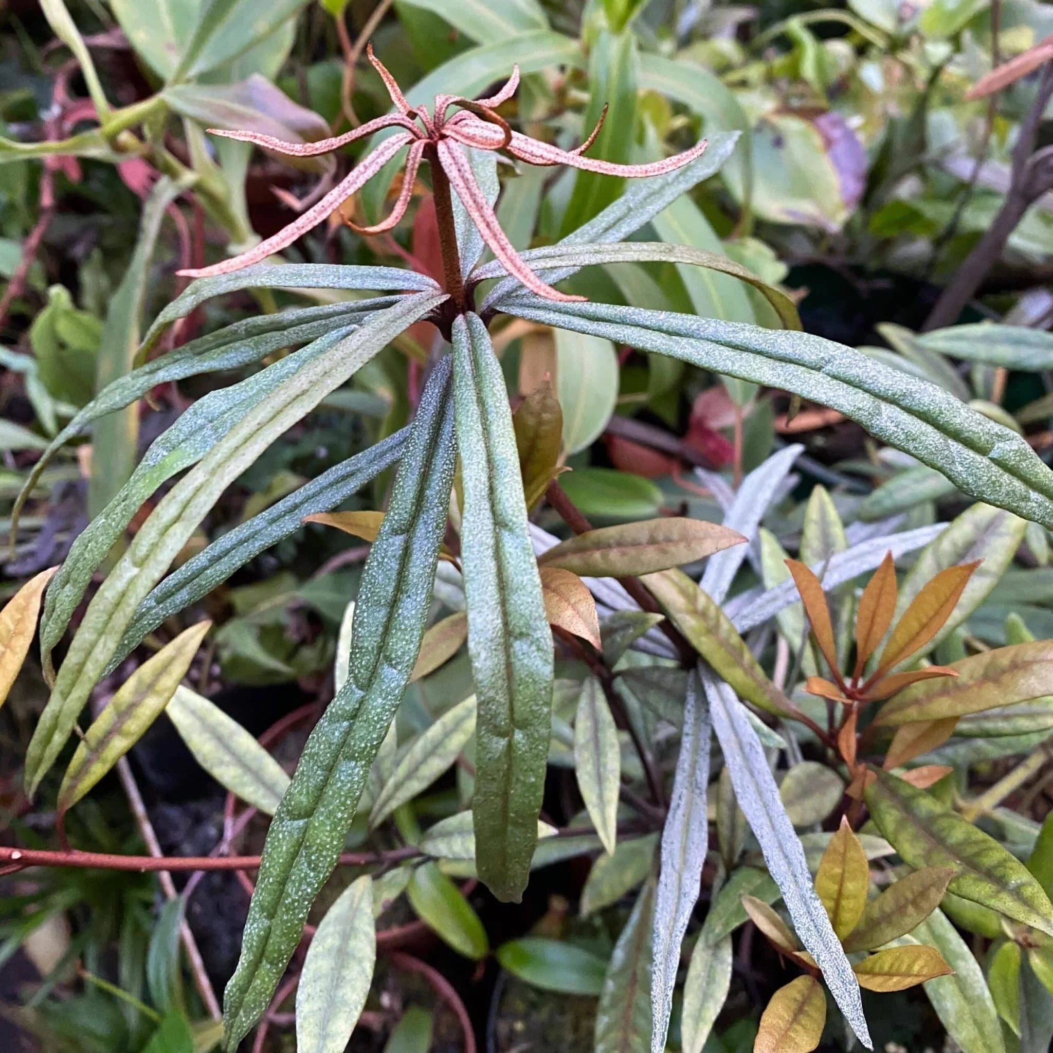 Rhododendron himantodes 大森食虫植物農園