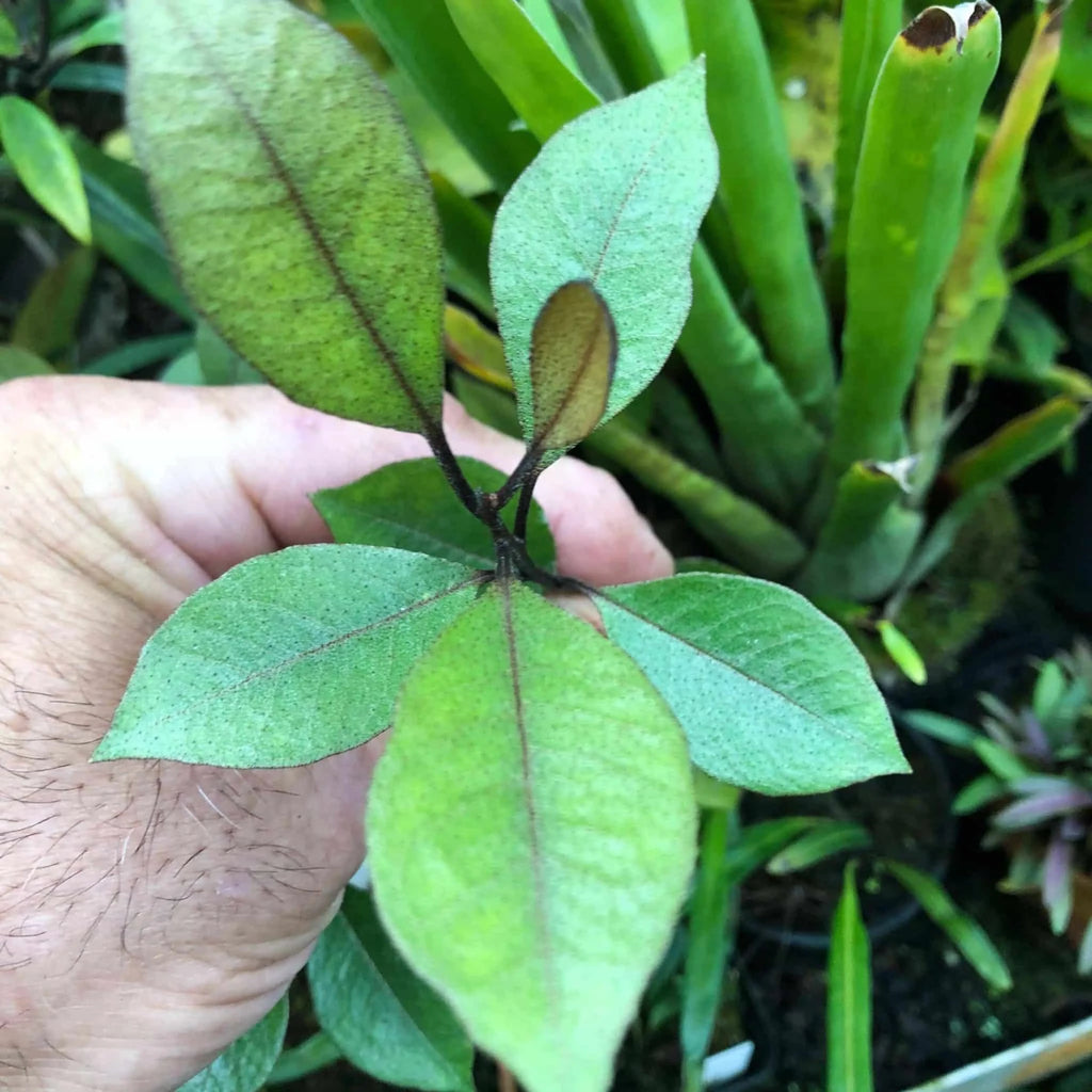 Rhododendron malayanum 大森食虫植物農園