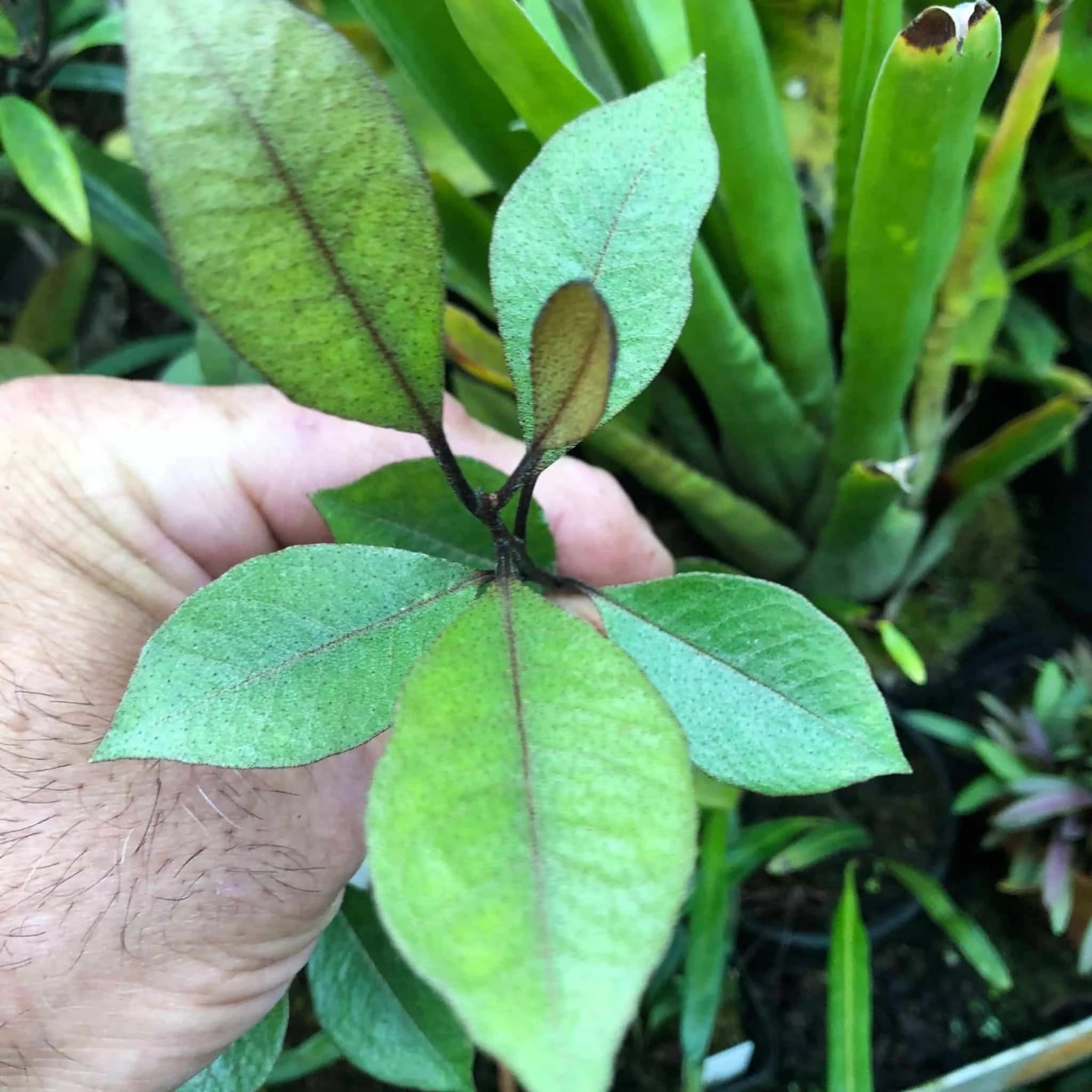 Rhododendron malayanum 大森食虫植物農園