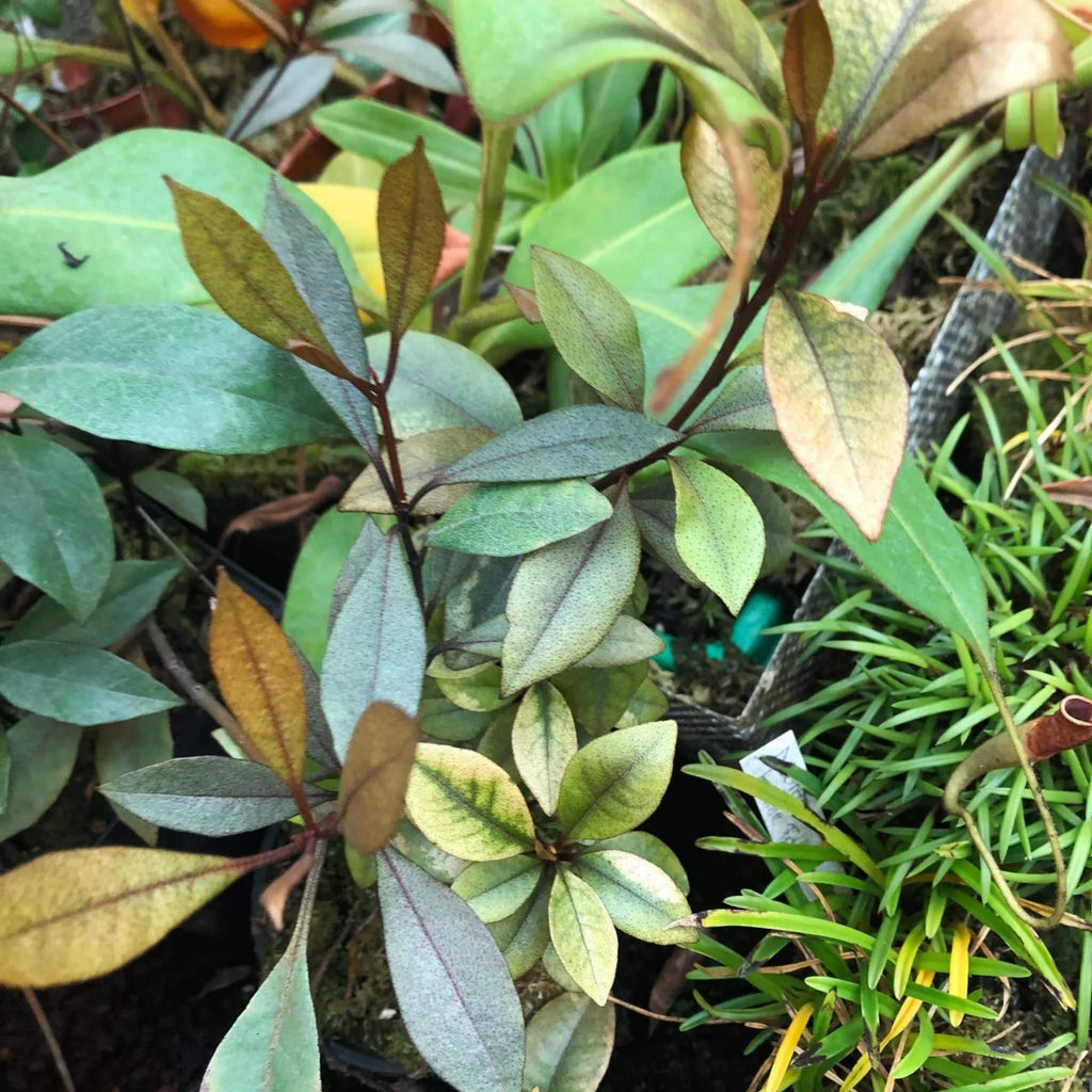 Rhododendron malayanum 大森食虫植物農園