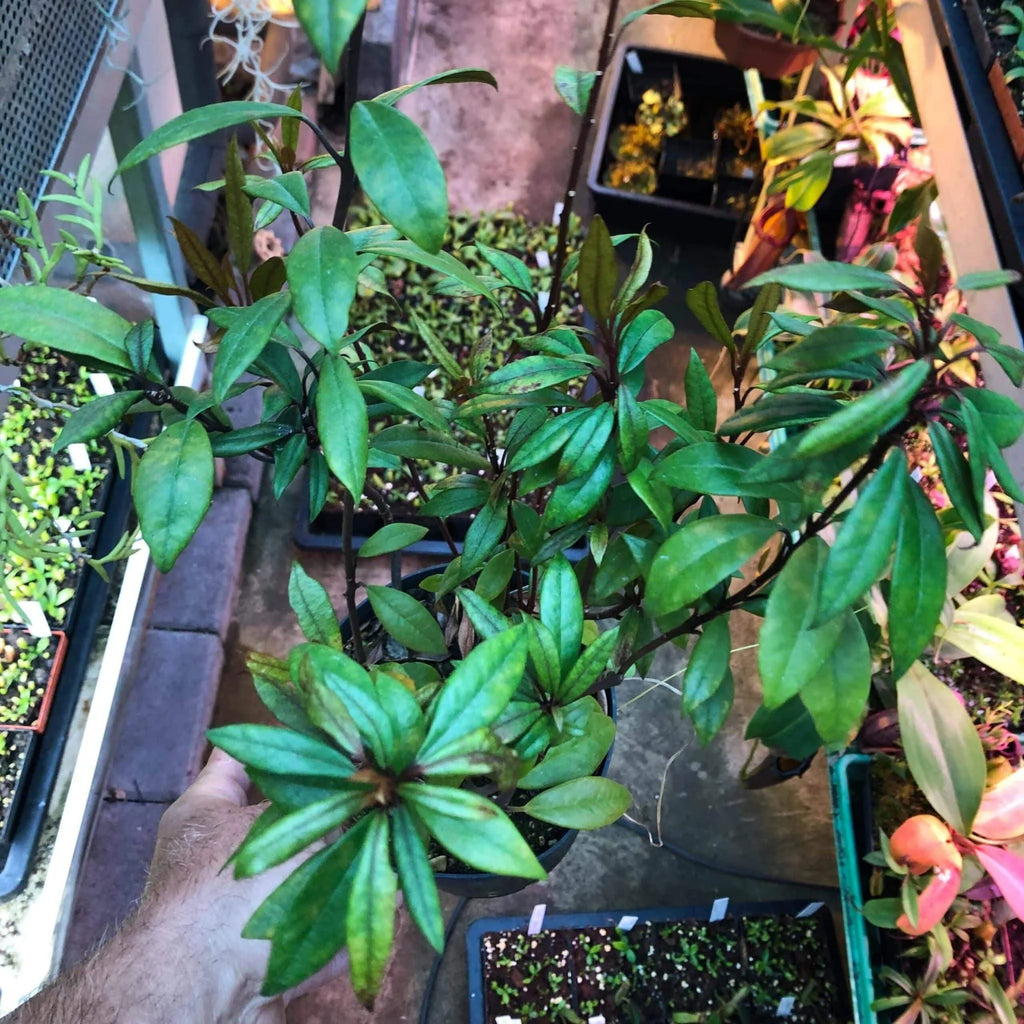 Rhododendron malayanum 大森食虫植物農園