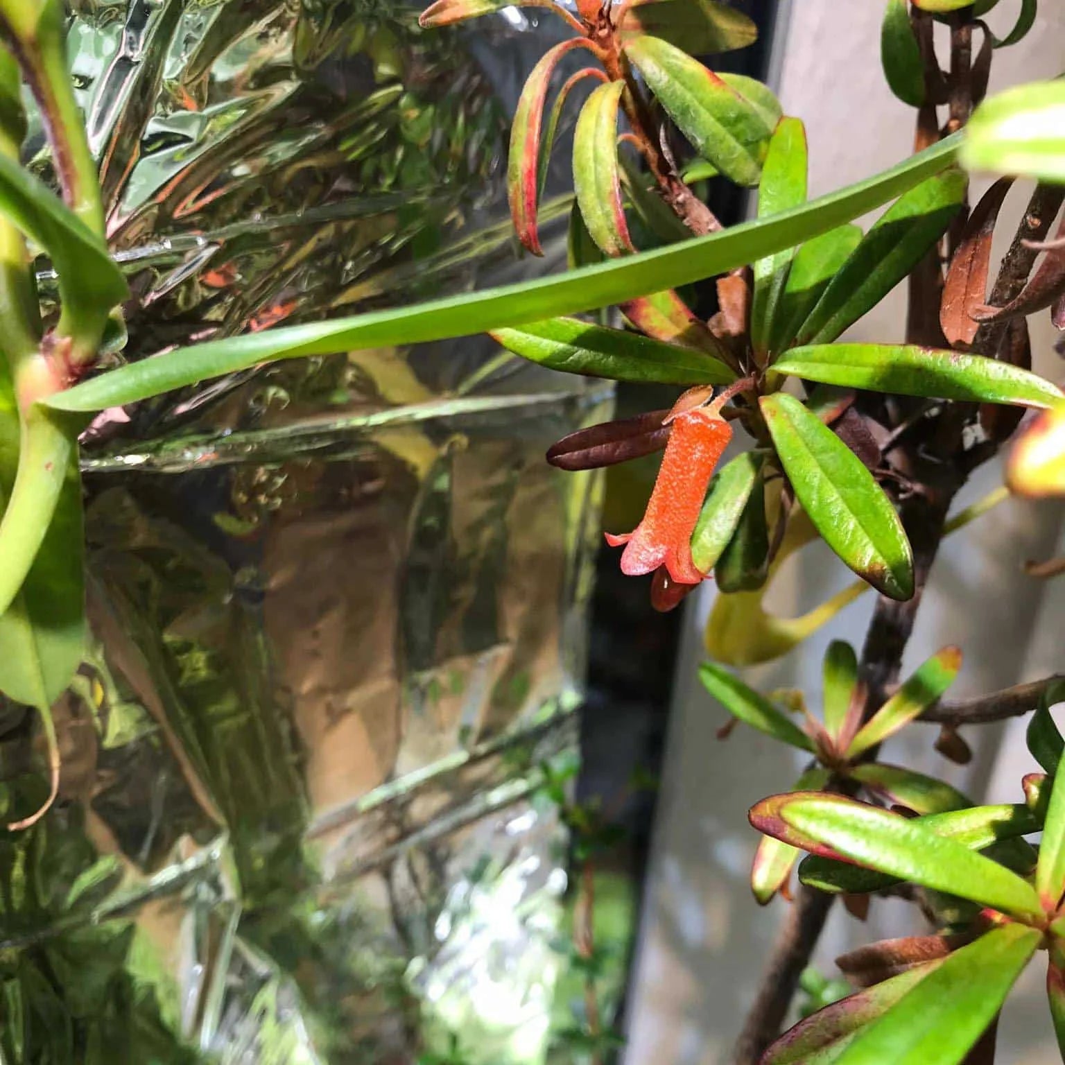 Rhododendron spec. Top of Mulu 1 大森食虫植物農園
