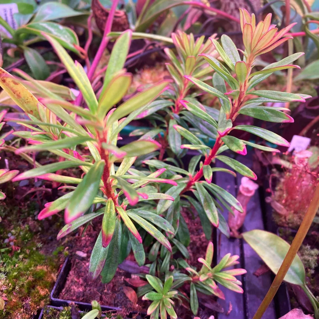 Rhododendron spec. Top of Mulu 1 大森食虫植物農園