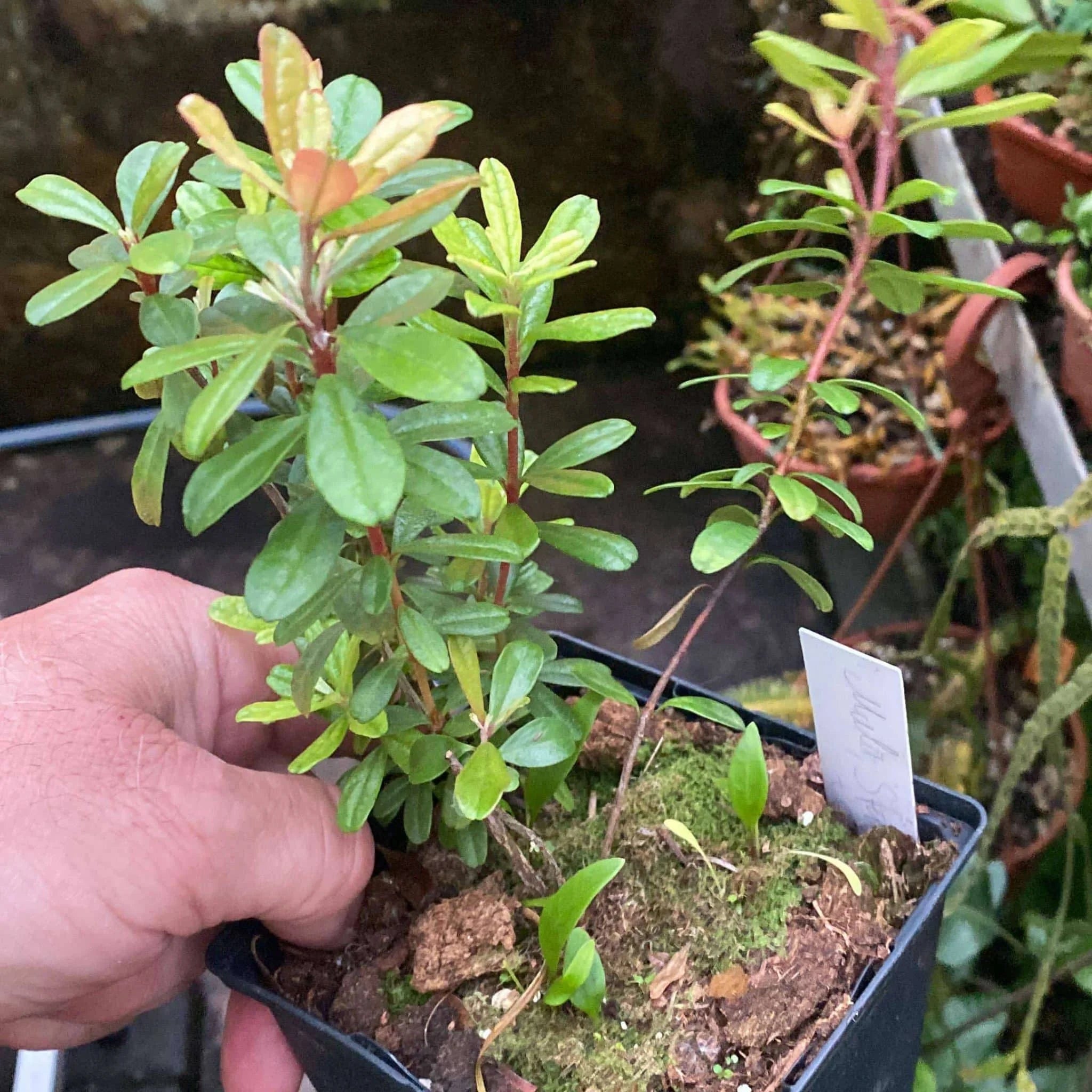 Rhododendron spec. Top of Mulu 2 大森食虫植物農園