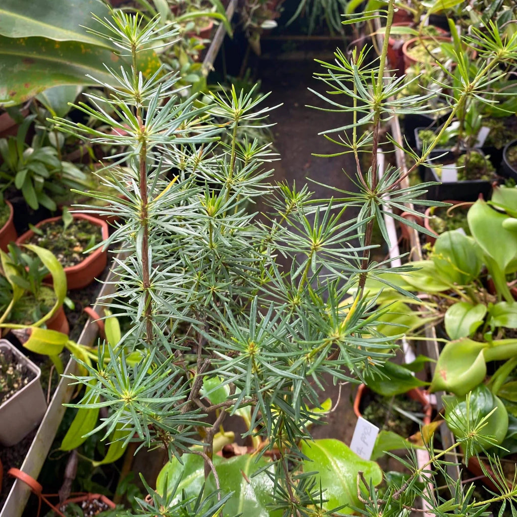 Rhododendron taxifolium 大森食虫植物農園
