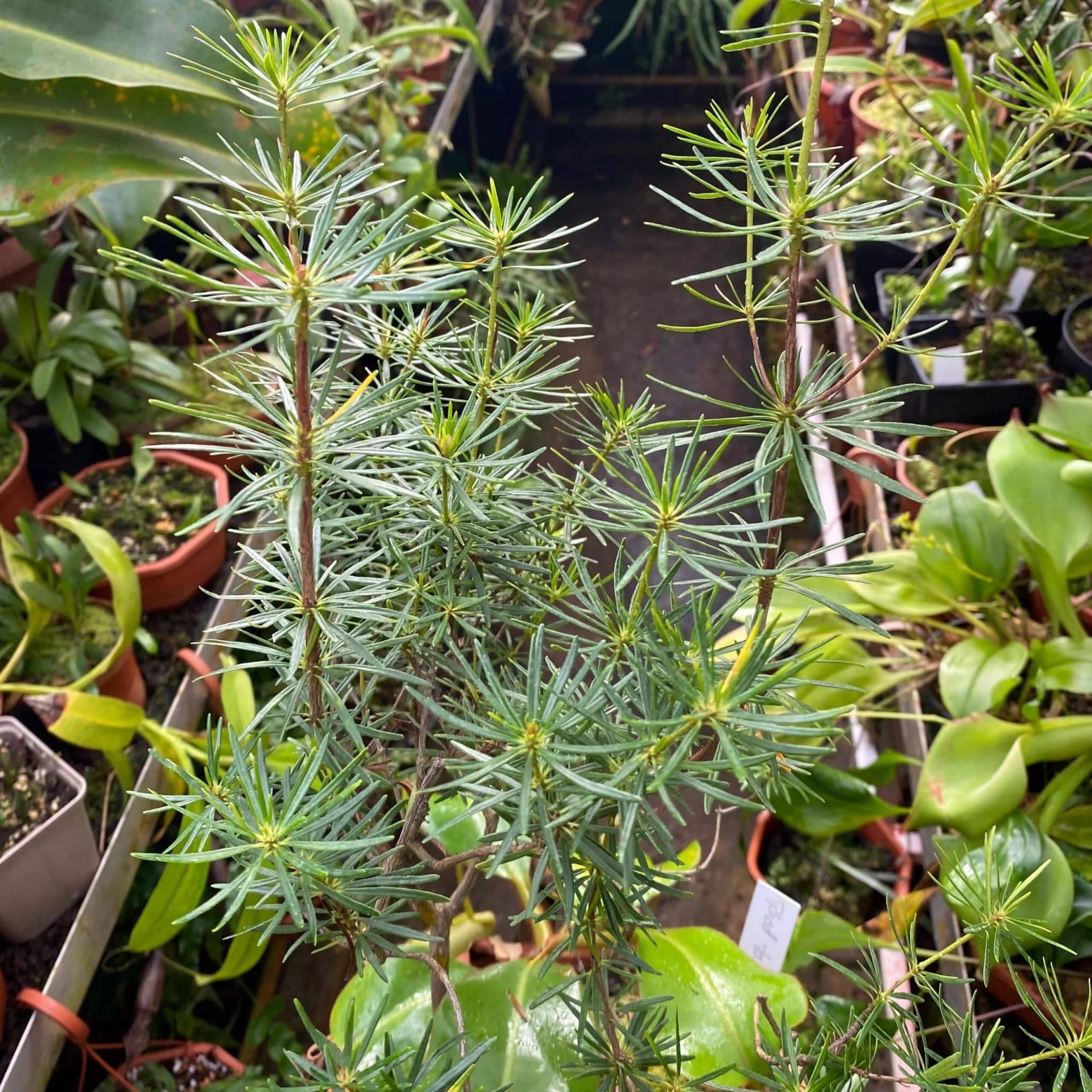 Rhododendron taxifolium 大森食虫植物農園