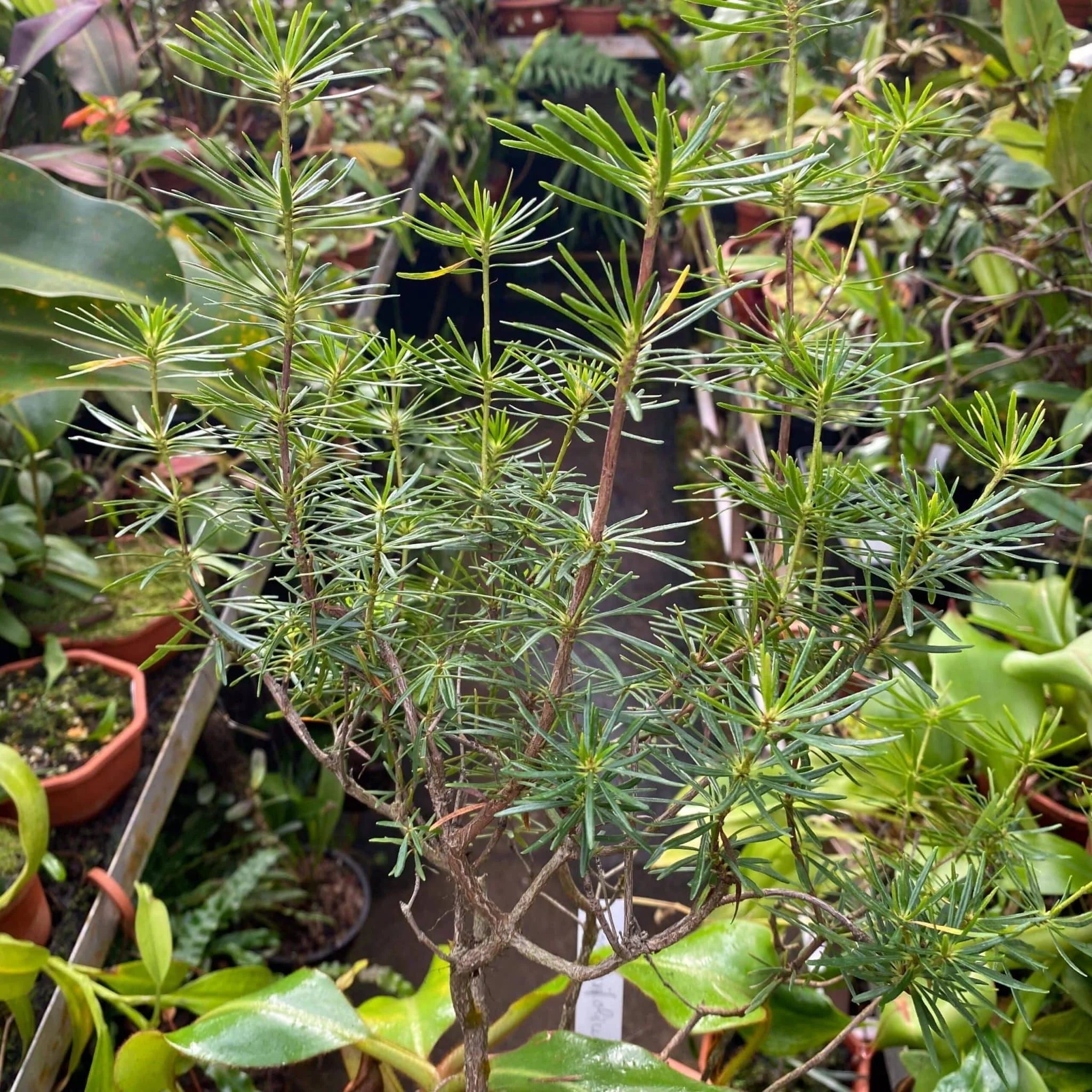 Rhododendron taxifolium 大森食虫植物農園