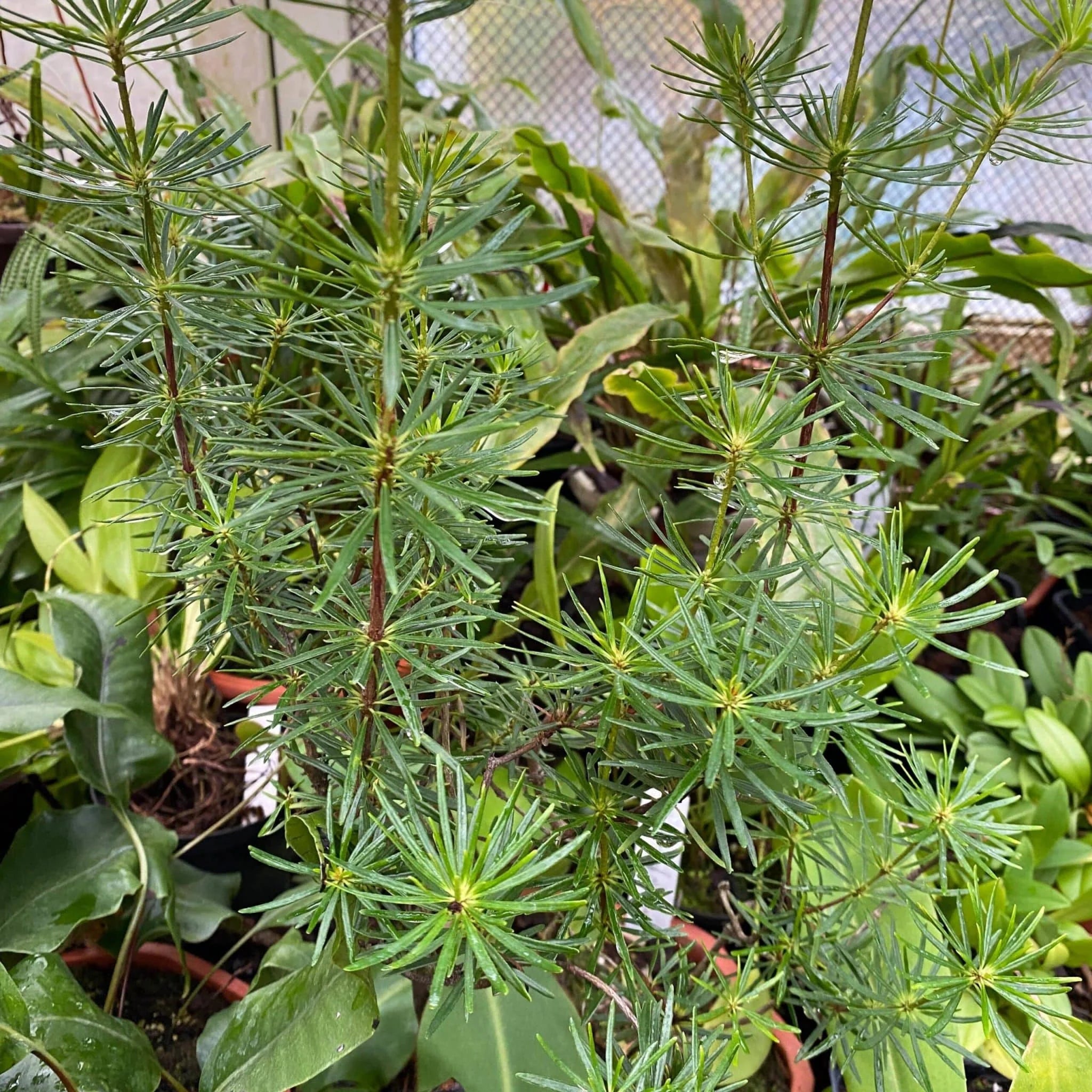 Rhododendron taxifolium 大森食虫植物農園