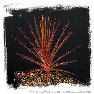 Roridula gorgonias [BCP ID# S005] (5粒の種子) 大森食虫植物農園