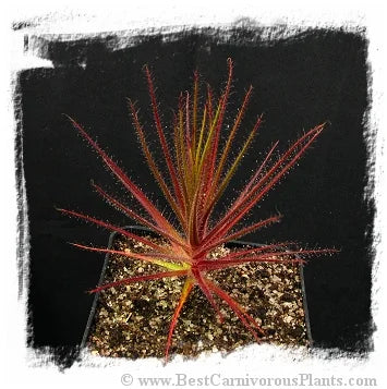 Roridula gorgonias [BCP ID# S005] (5粒の種子) 大森食虫植物農園
