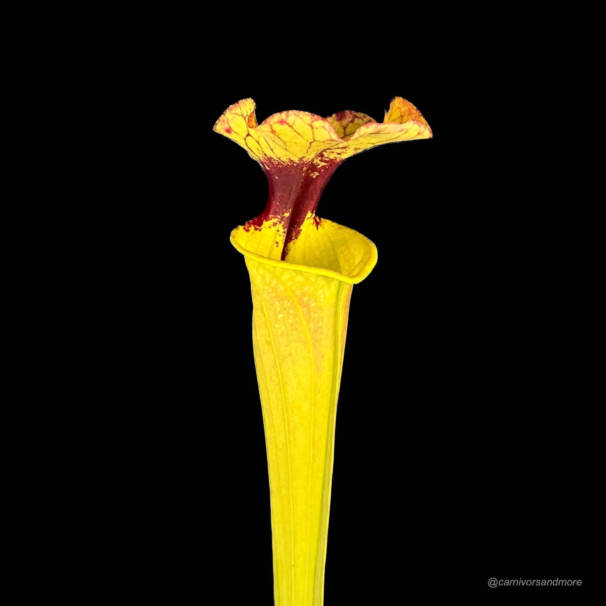 Sarracenia „Elisabeth“ x „Leah Wilkerson“ 大森食虫植物農園