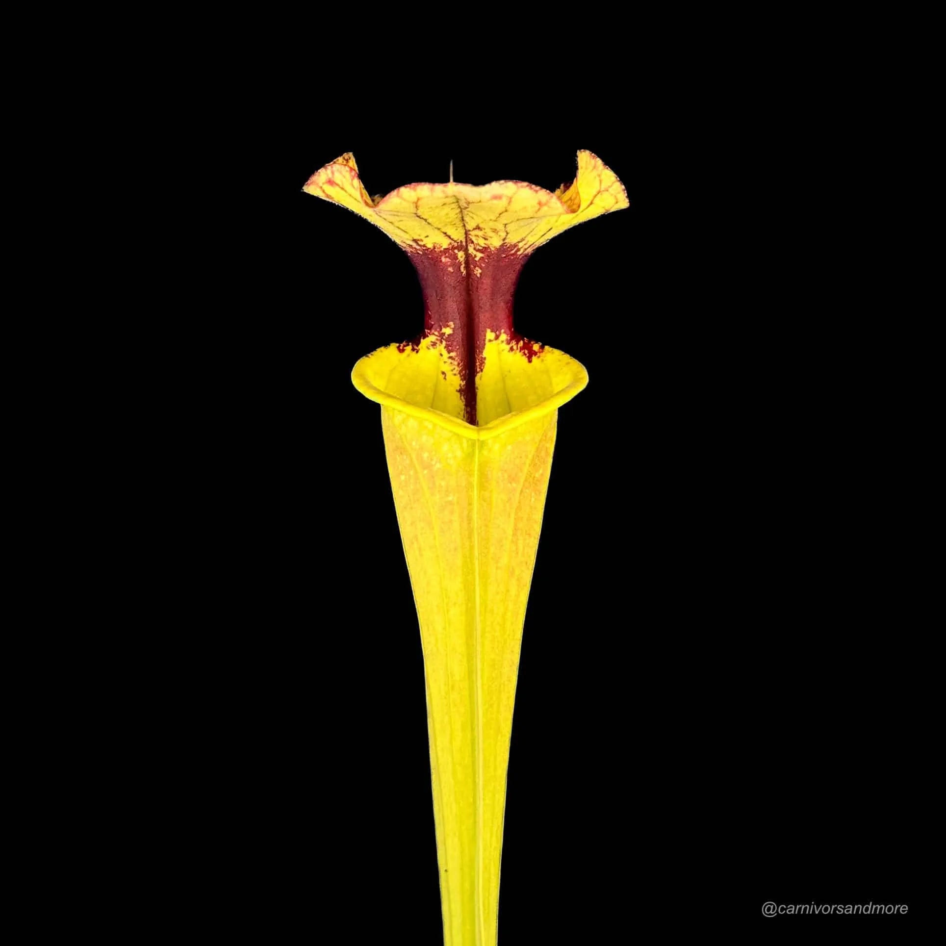 Sarracenia „Elisabeth“ x „Leah Wilkerson“ 大森食虫植物農園
