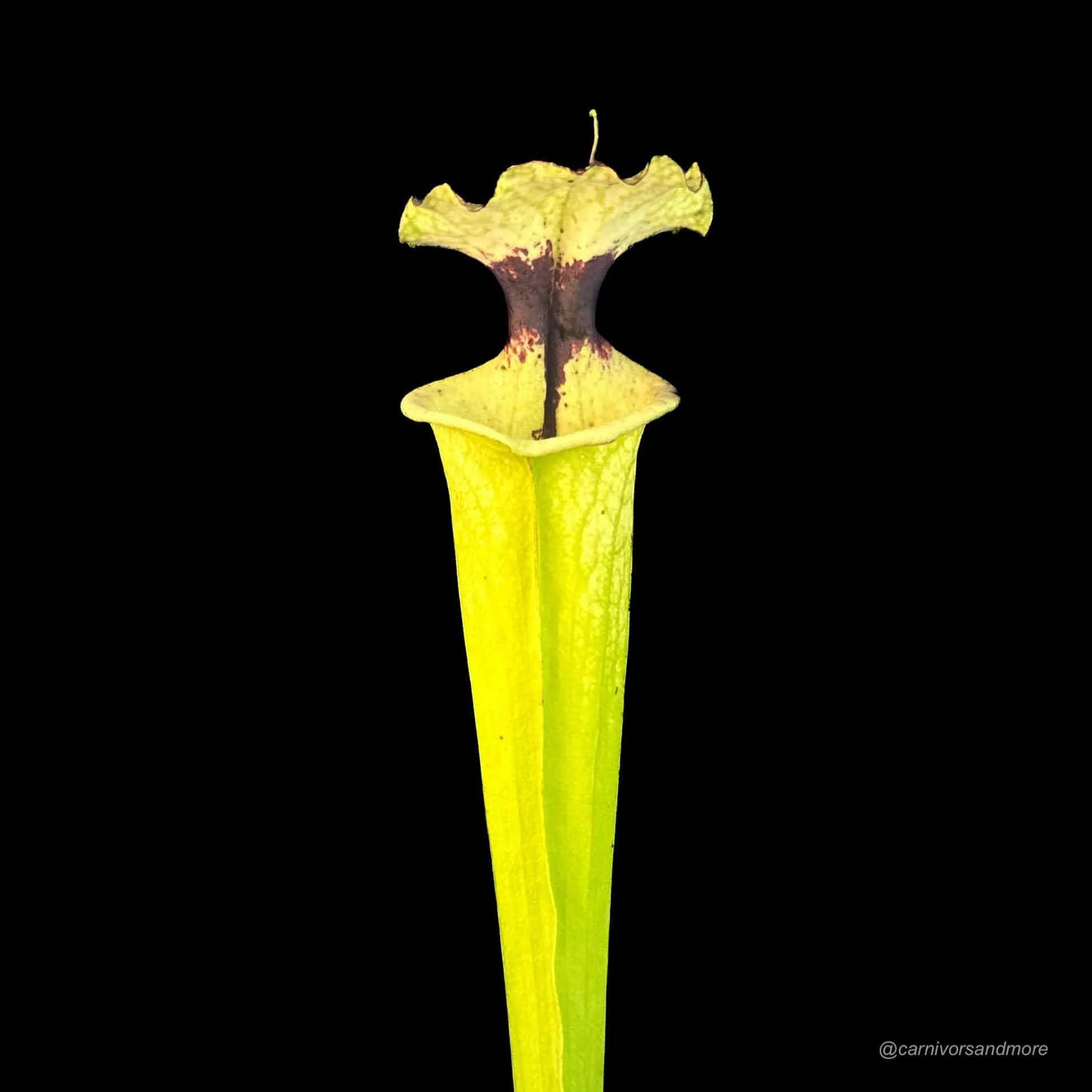 Sarracenia „Leah Wilkerson“ x self, Clone A 大森食虫植物農園