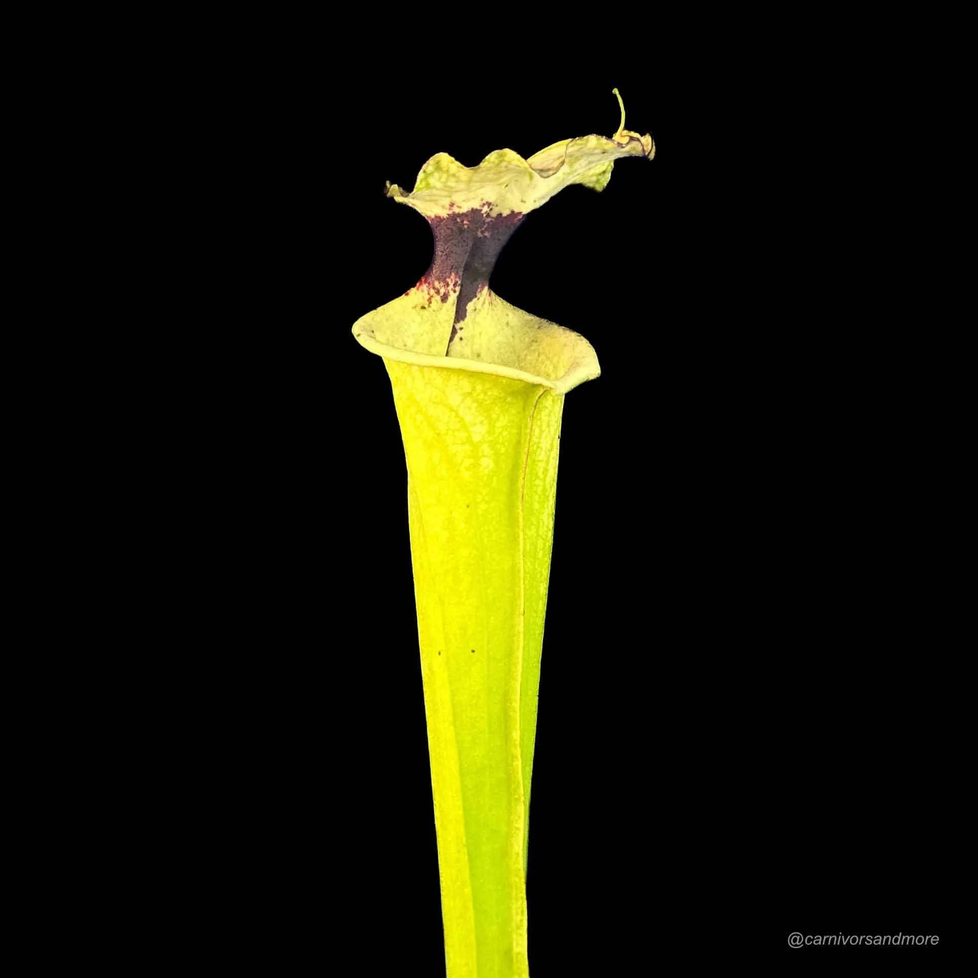 Sarracenia „Leah Wilkerson“ x self, Clone A 大森食虫植物農園