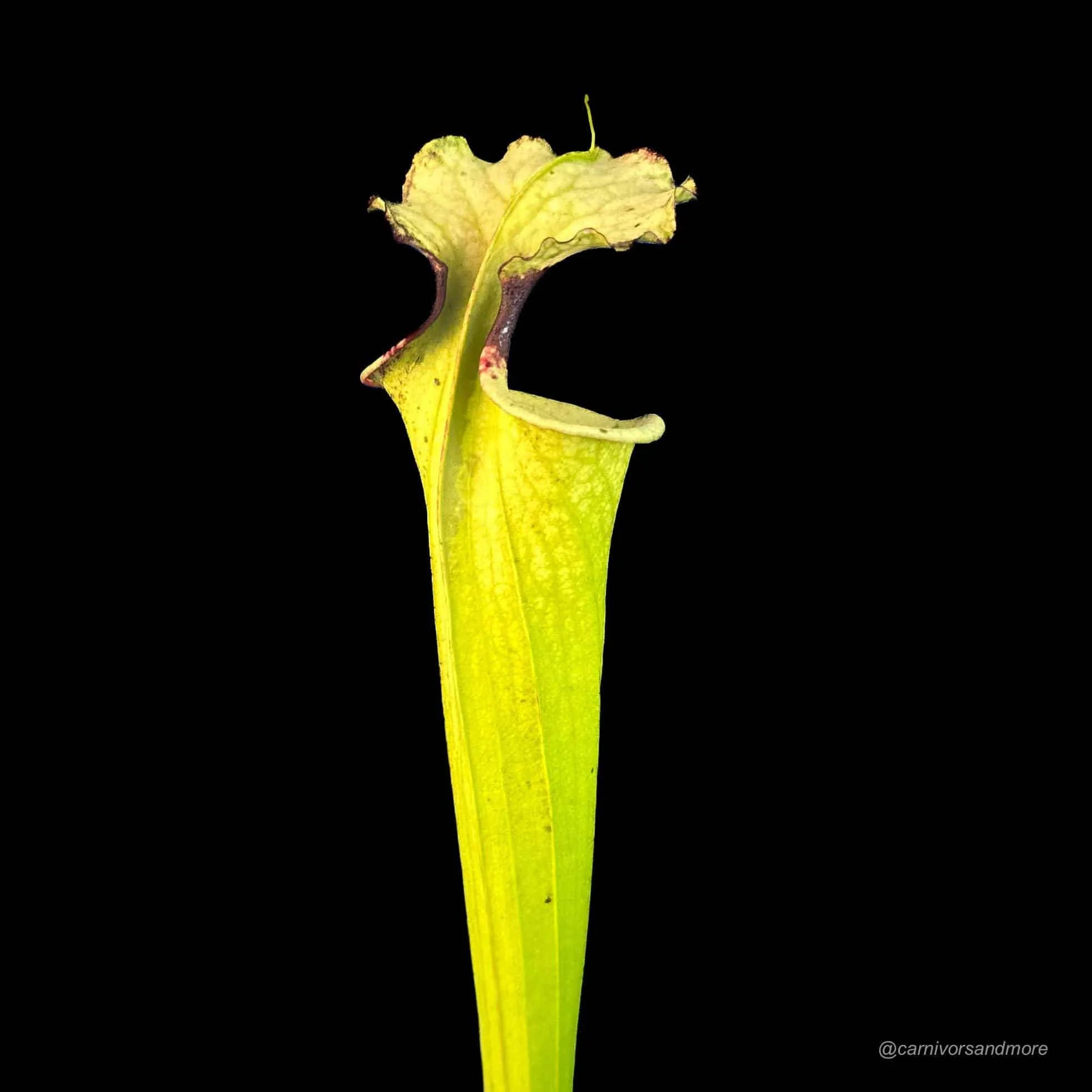 Sarracenia „Leah Wilkerson“ x self, Clone A 大森食虫植物農園