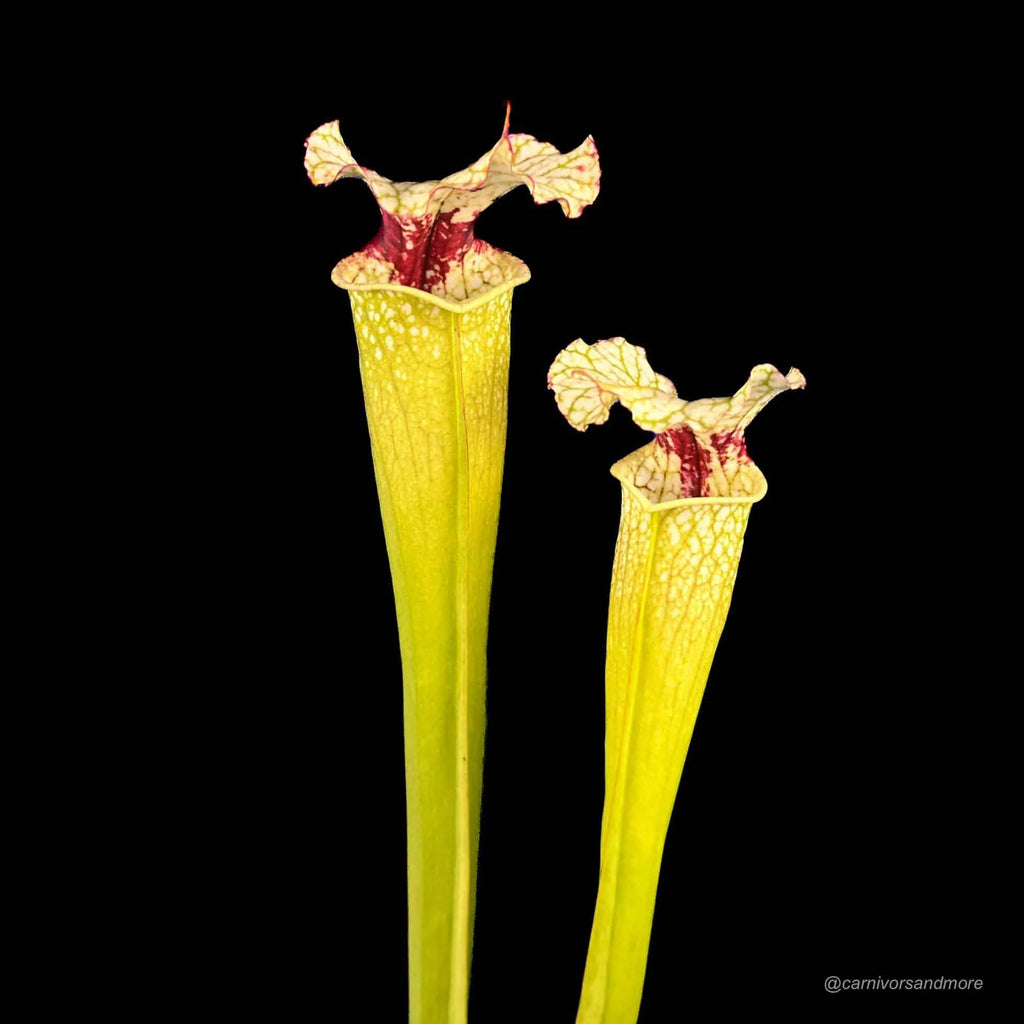 Sarracenia (leucophylla x alata) x „Leah Wilkerson“ 大森食虫植物農園