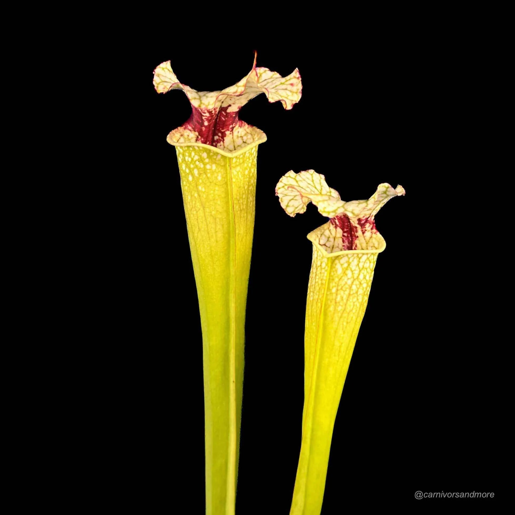 Sarracenia (leucophylla x alata) x „Leah Wilkerson“ 大森食虫植物農園