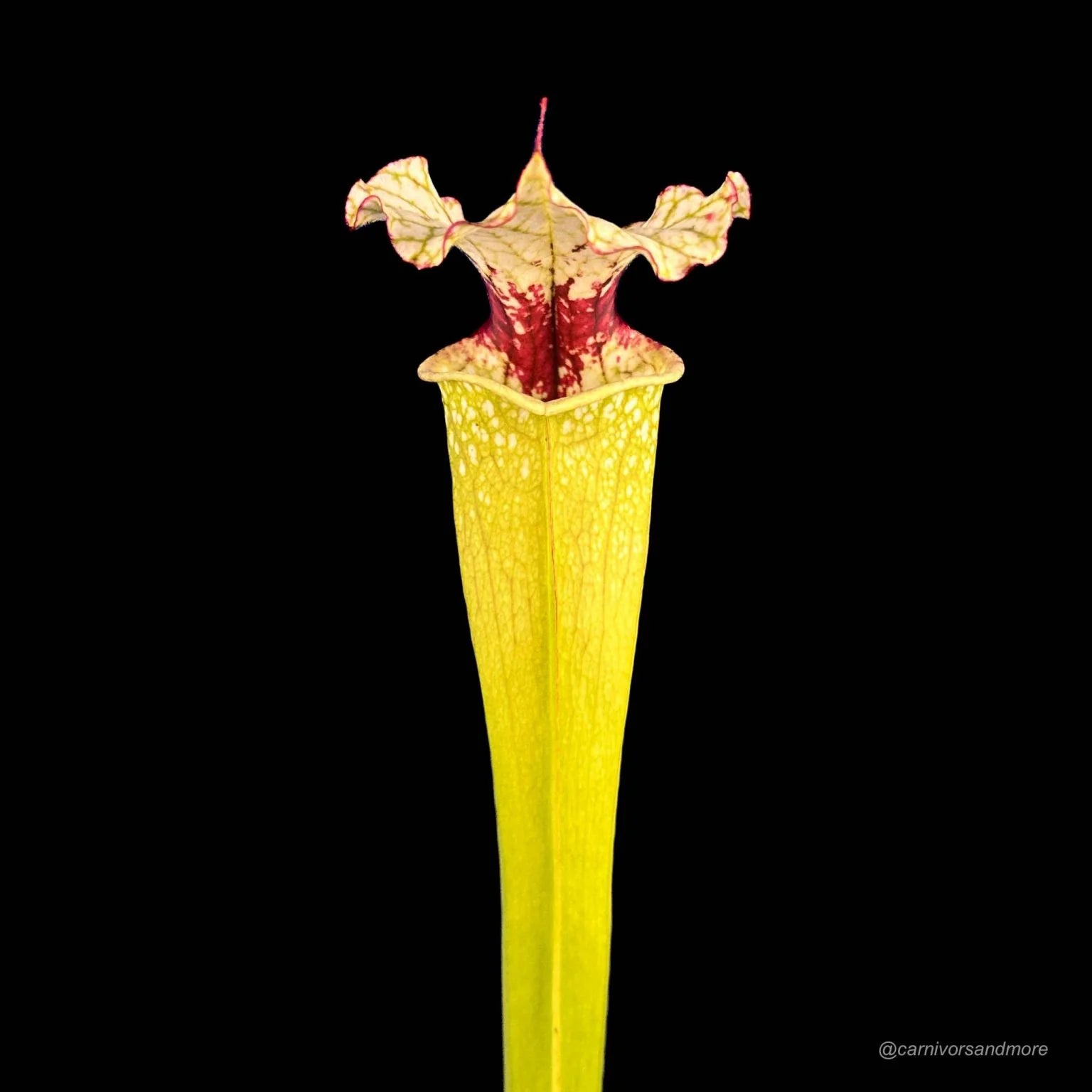 Sarracenia (leucophylla x alata) x „Leah Wilkerson“ 大森食虫植物農園