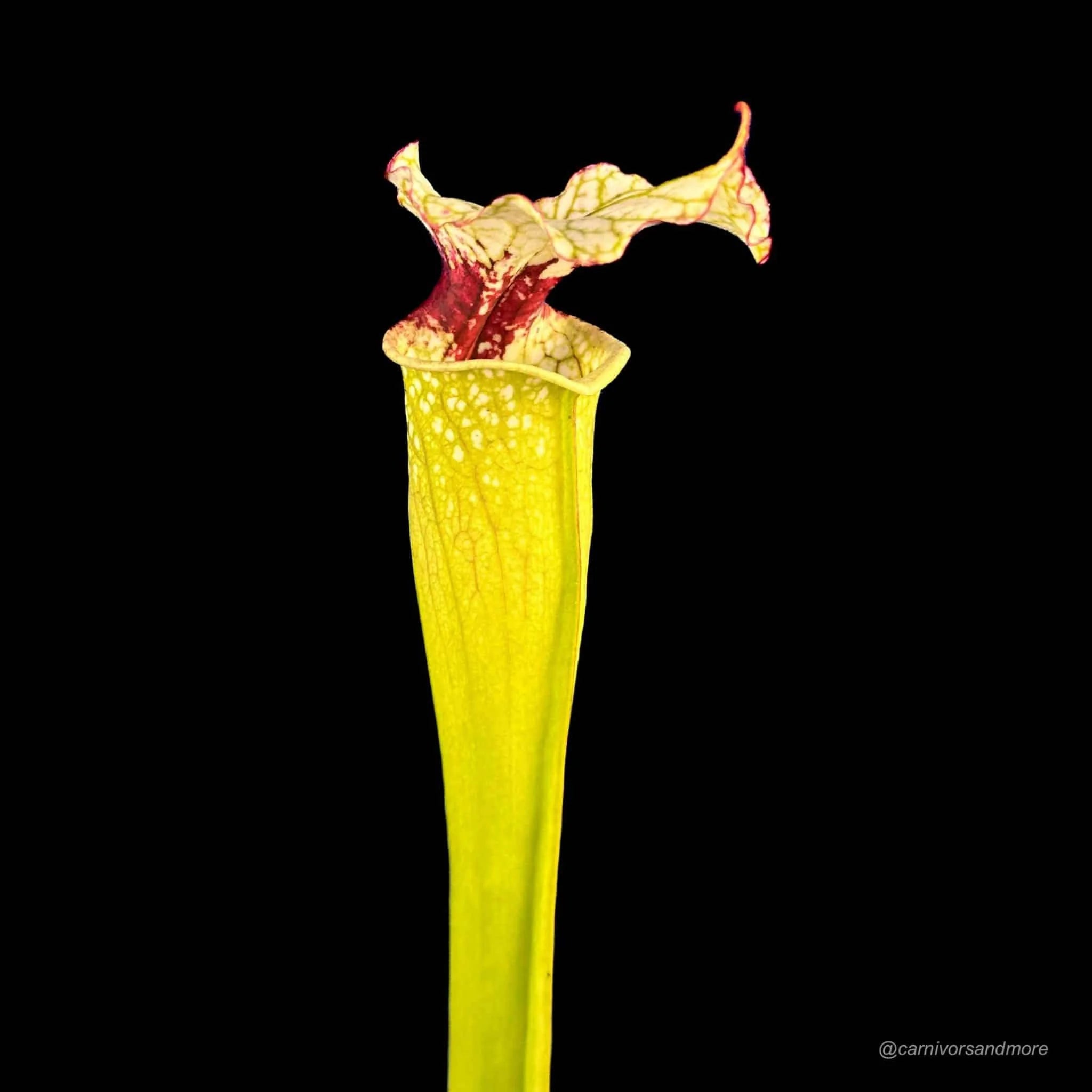 Sarracenia (leucophylla x alata) x „Leah Wilkerson“ 大森食虫植物農園