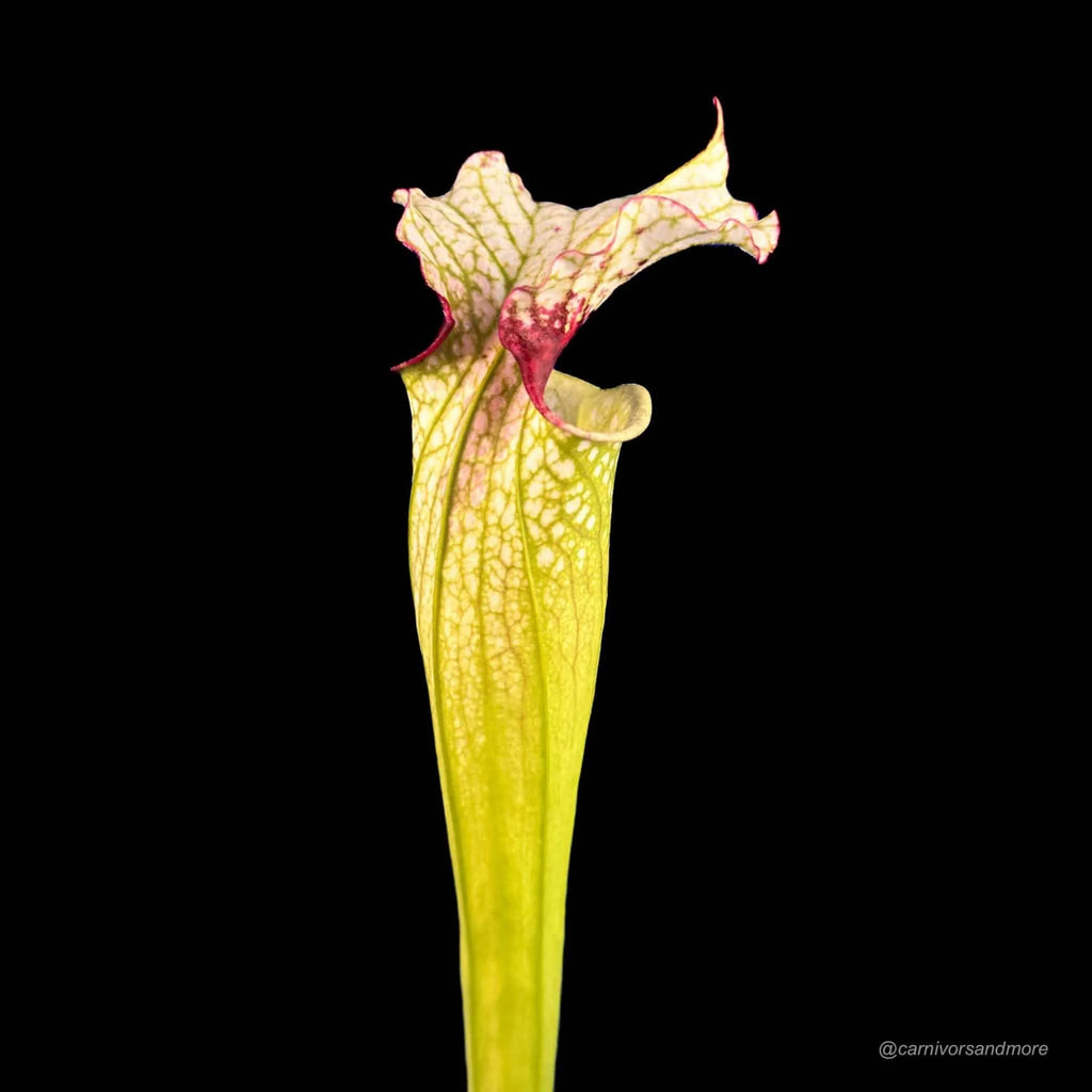Sarracenia (leucophylla x alata) x „Leah Wilkerson“ 大森食虫植物農園