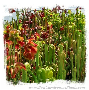 Sarracenia {mix of species and hybrids} [BCP ID# S196] (300粒の種子) 大森食虫植物農園