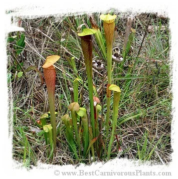 Sarracenia alata (20粒の種子) [BCP ID# S263] 大森食虫植物農園