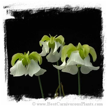 Sarracenia alata (20粒の種子) [BCP ID# S263] 大森食虫植物農園