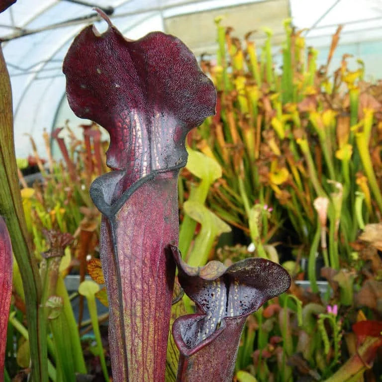 Sarracenia alata „Black Tube“ DeSoto, Mississippi, MK A28 大森食虫植物農園