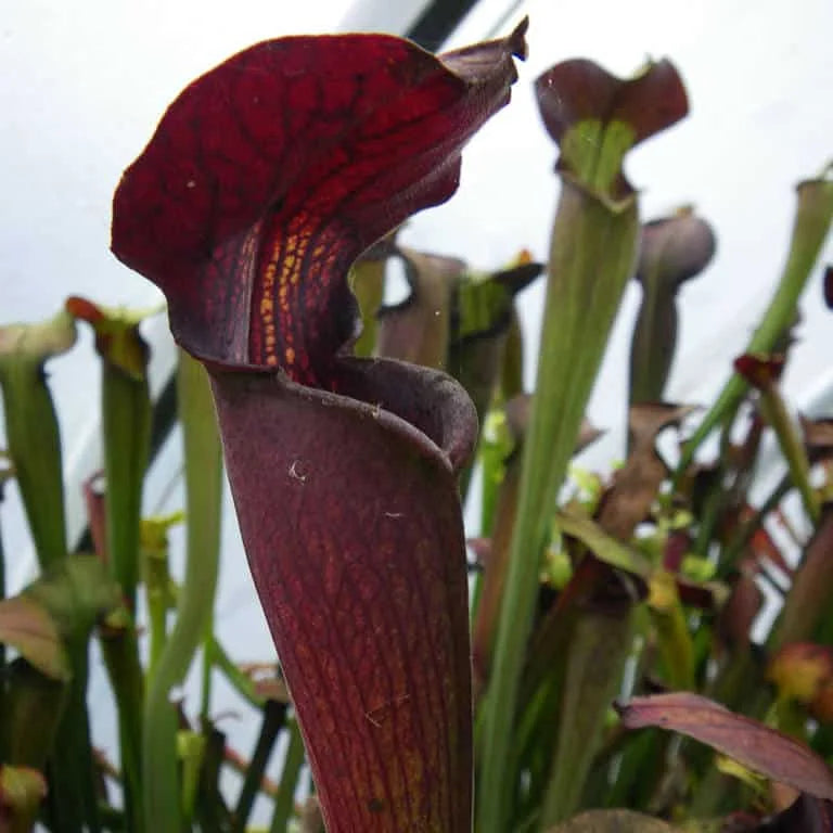 Sarracenia alata „Black Tube“ DeSoto, Mississippi, MK A28 大森食虫植物農園