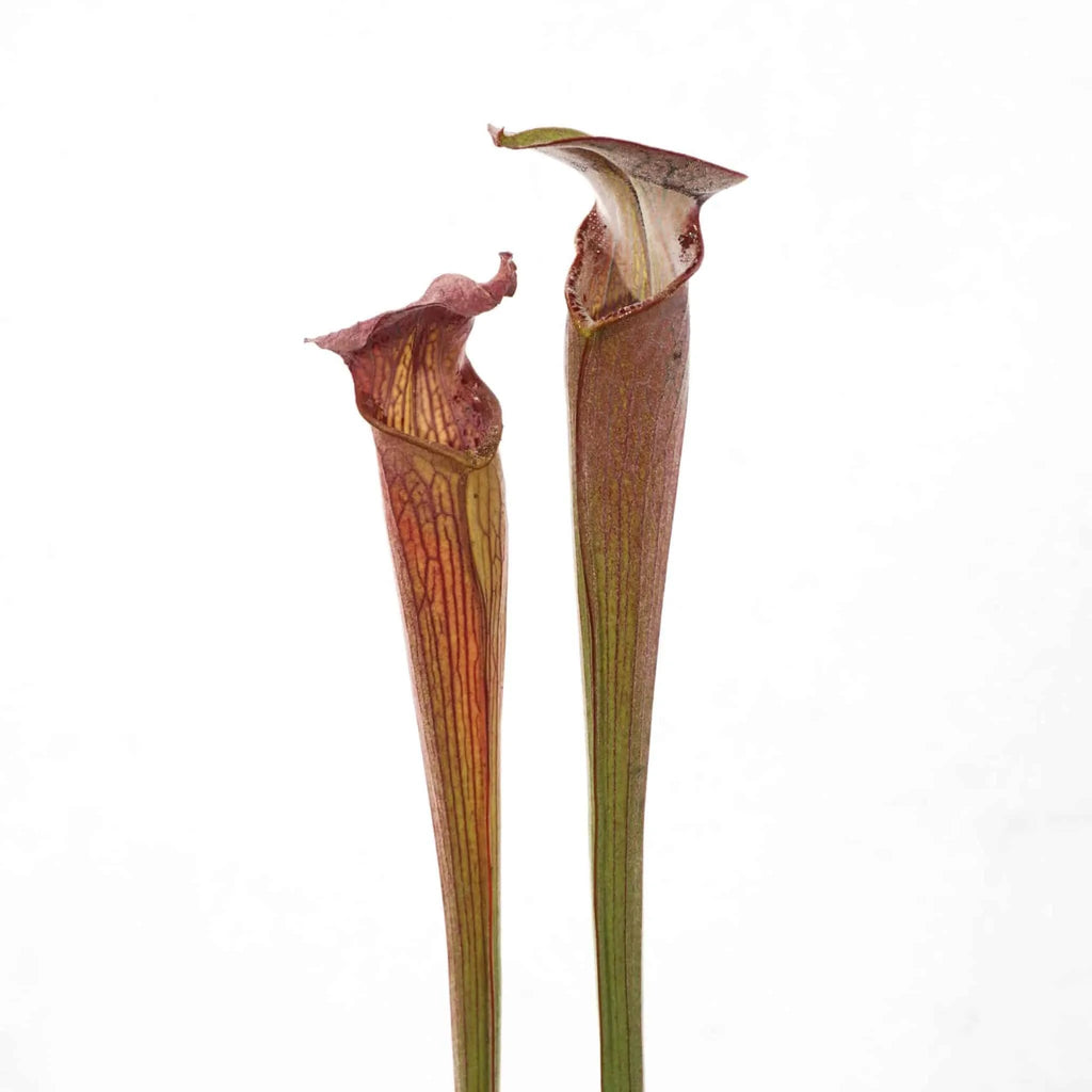 Sarracenia alata „Black Tube“ DeSoto, White Crossing, PW A20 大森食虫植物農園
