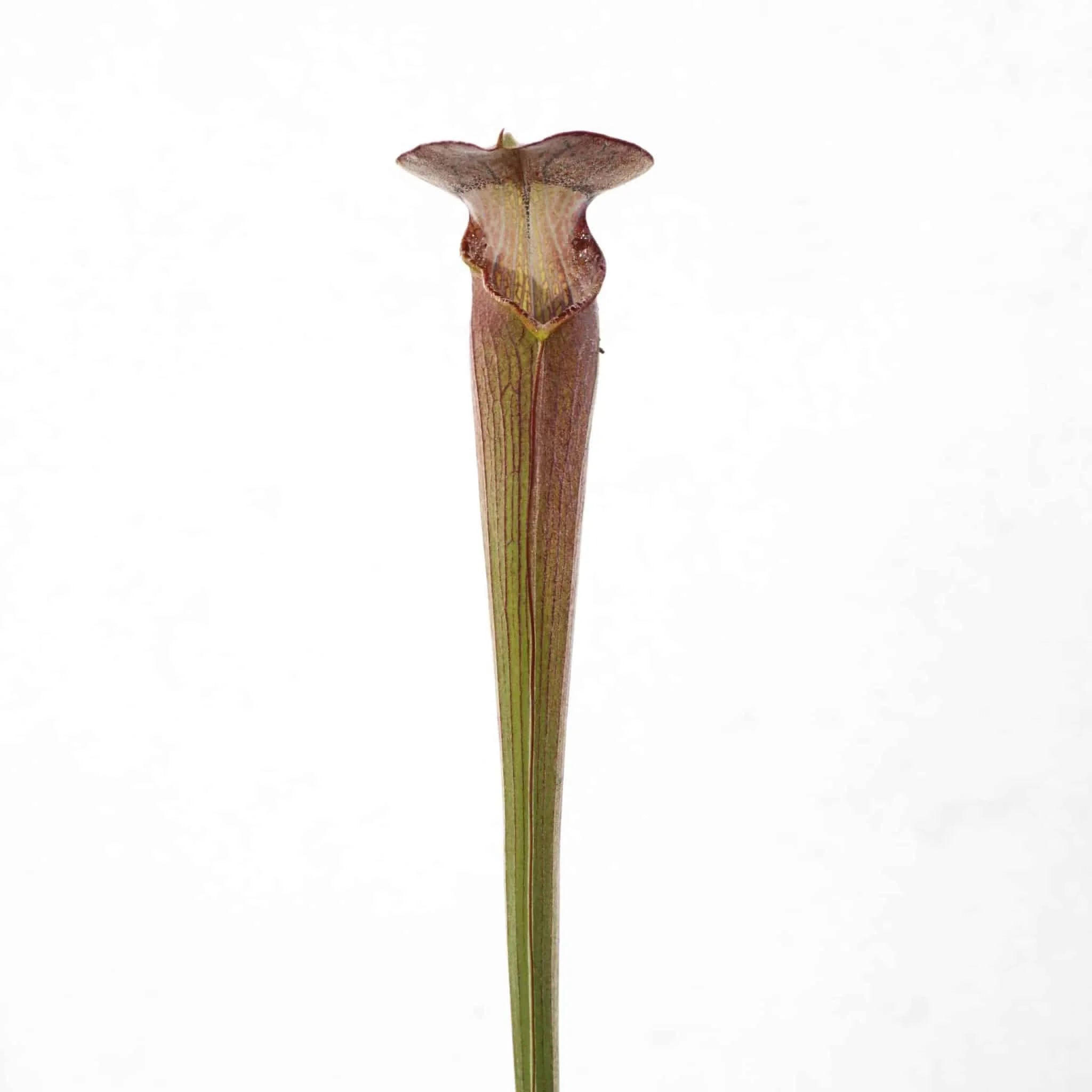 Sarracenia alata „Black Tube“ DeSoto, White Crossing, PW A20 大森食虫植物農園