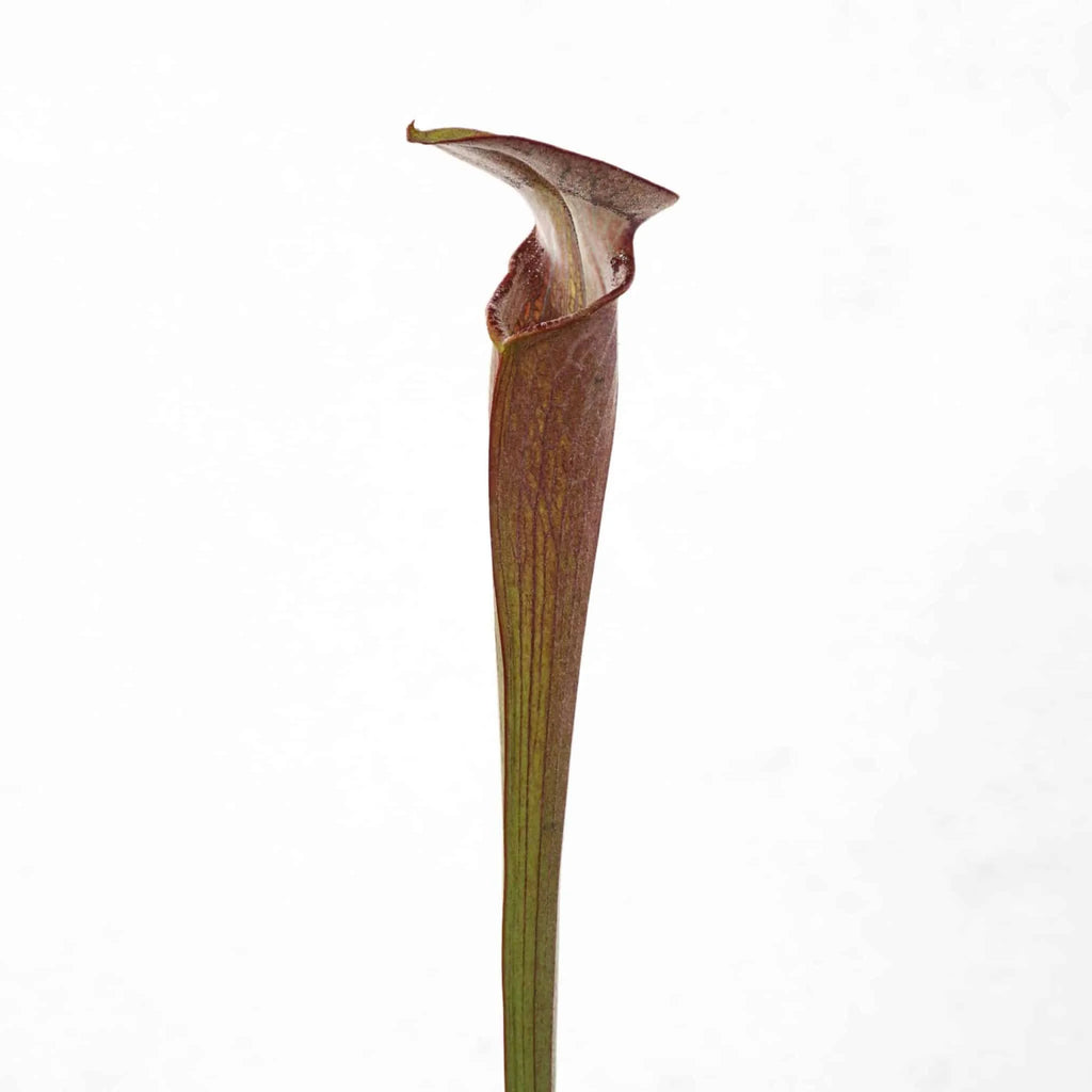 Sarracenia alata „Black Tube“ DeSoto, White Crossing, PW A20 大森食虫植物農園