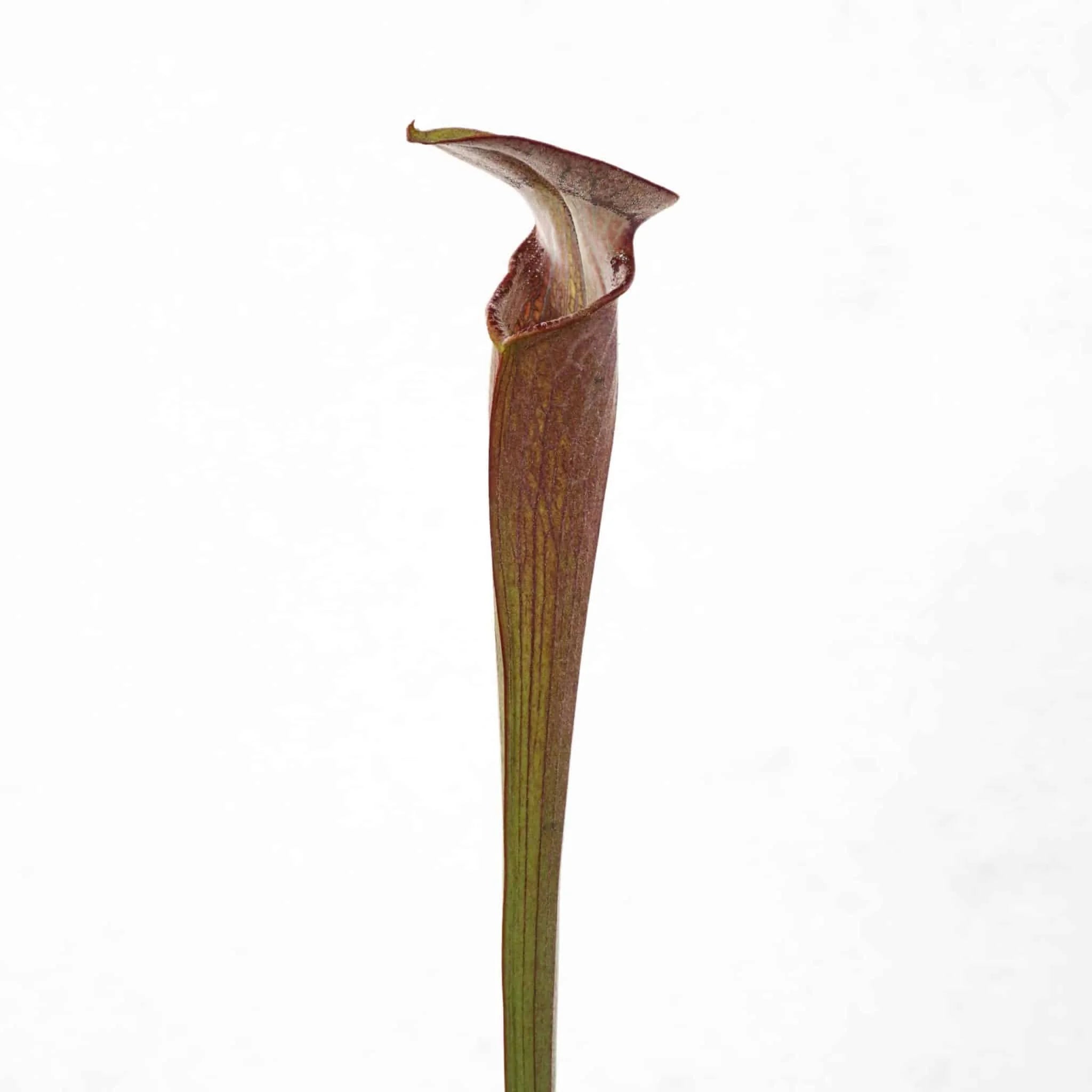 Sarracenia alata „Black Tube“ DeSoto, White Crossing, PW A20 大森食虫植物農園