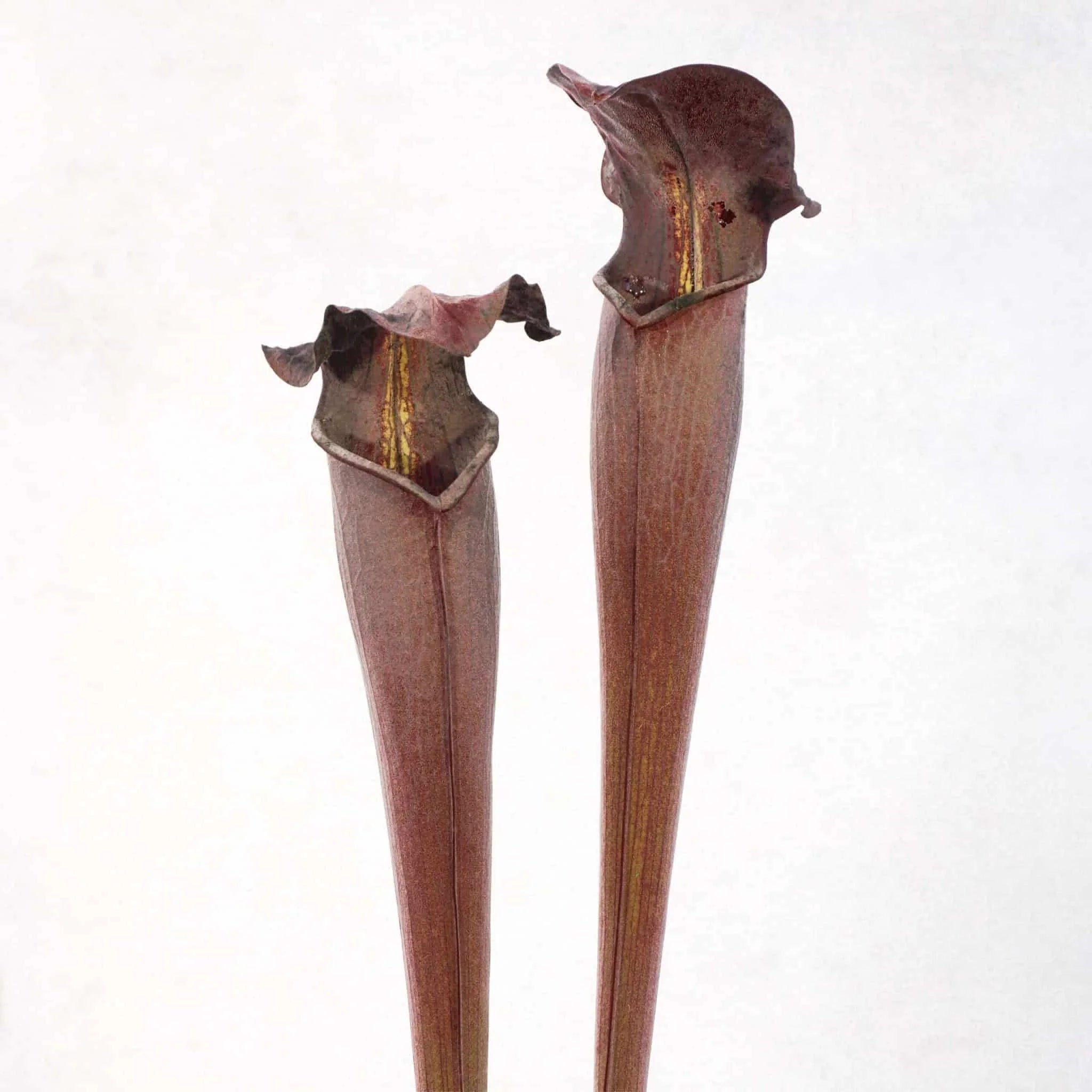 Sarracenia alata „Black Tube“, DeSoto, Miss., 40 cm, ex Klaus Ivanez 大森食虫植物農園