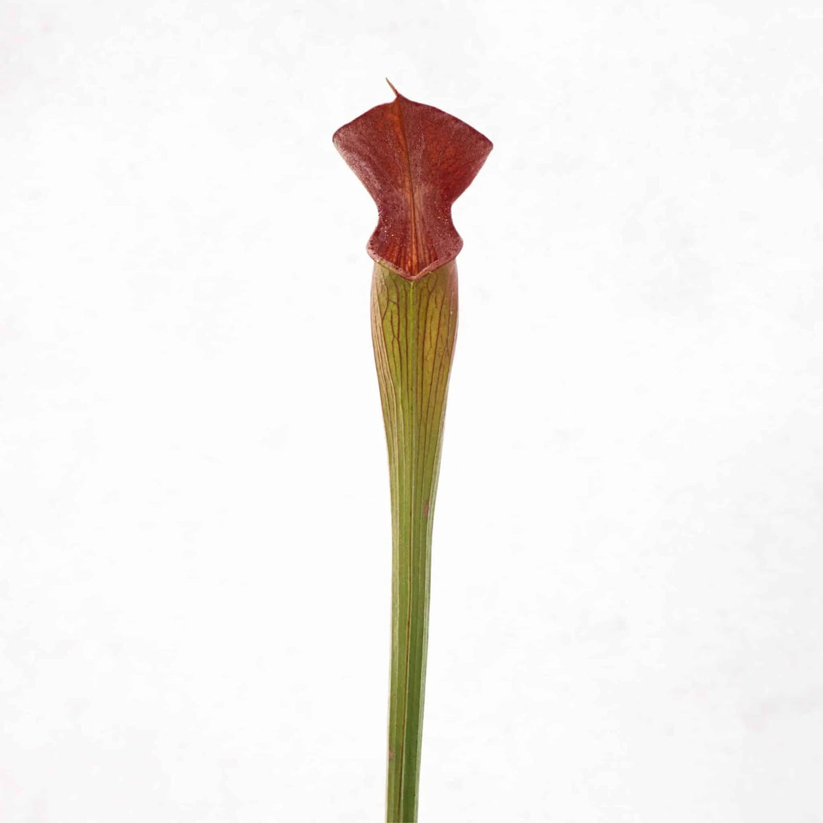 Sarracenia alata “Black Tube“, DeSoto, Miss., 40cm, Pw A 03 大森食虫植物農園