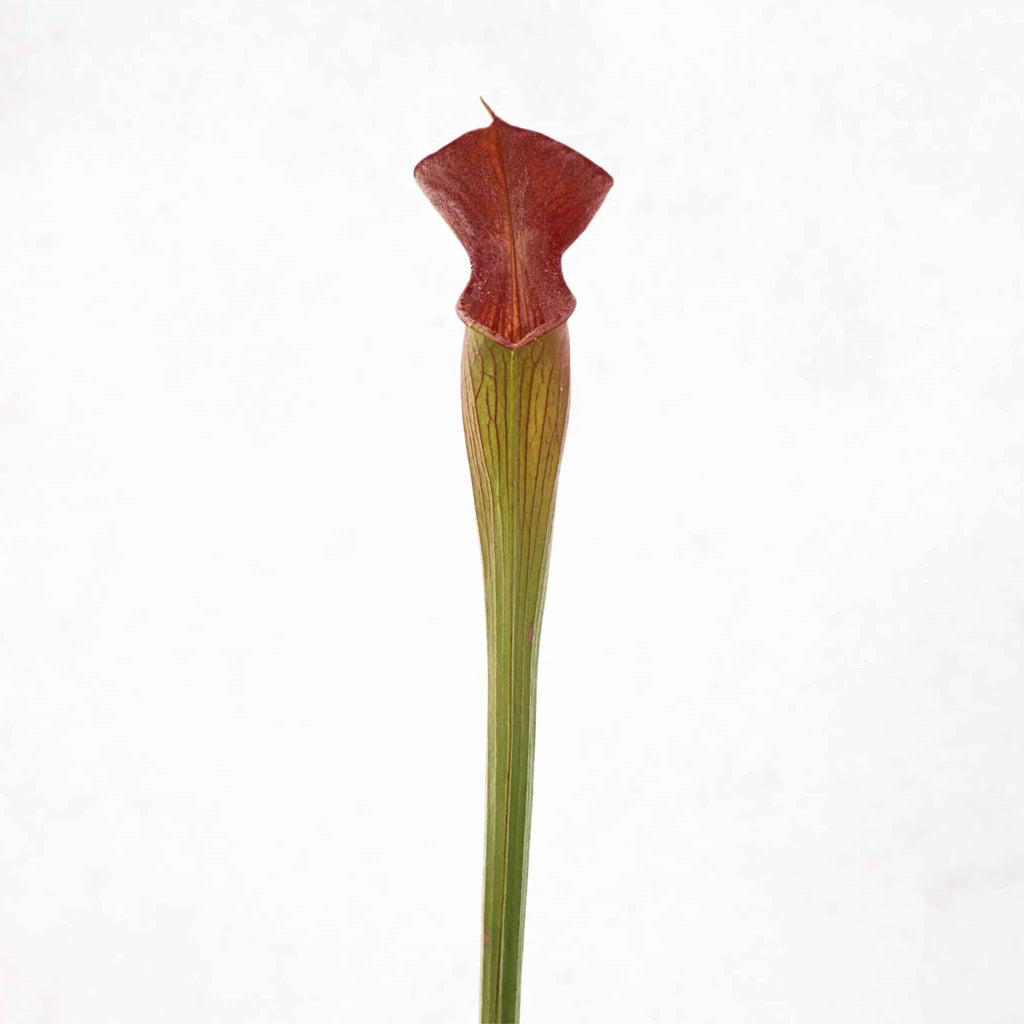 Sarracenia alata „Black Tube“, DeSoto, Miss., 40cm, Pw A 03 大森食虫植物農園
