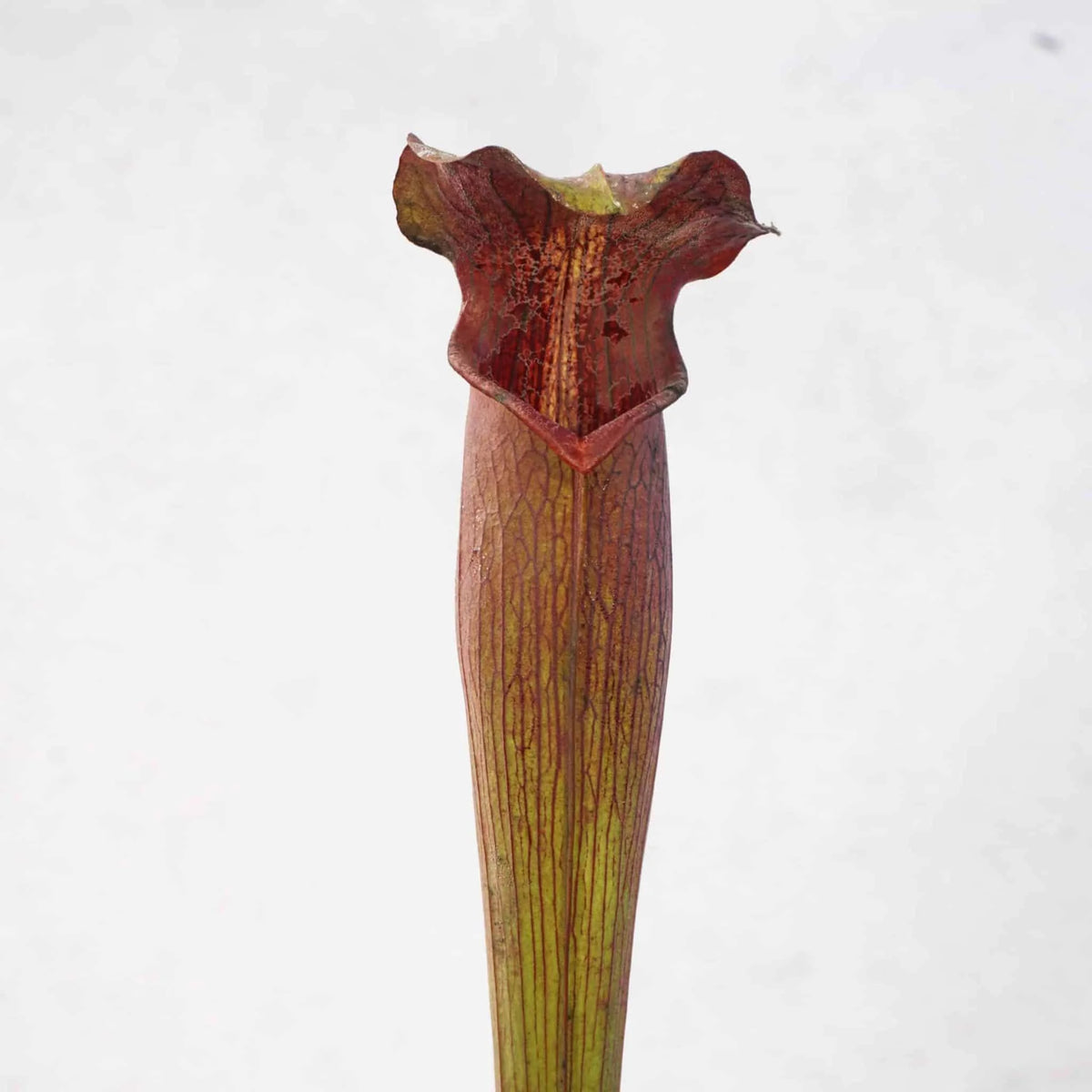 Sarracenia alata “Black Tube“, DeSoto, Miss., 40 cm, ip SA 08 , MK A 27 大森食虫植物農園