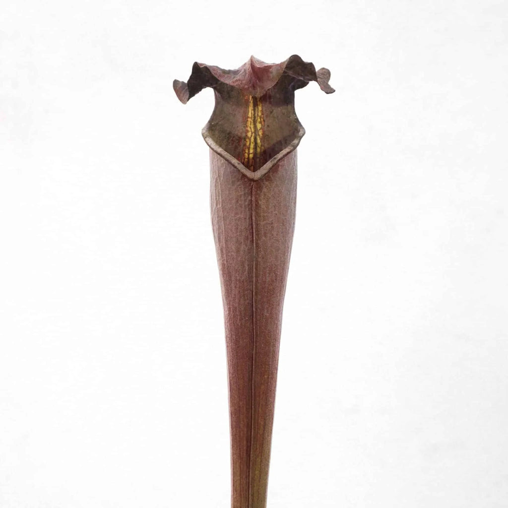 Sarracenia alata „Black Tube“, DeSoto, Miss., 40 cm, ex Klaus Ivanez 大森食虫植物農園