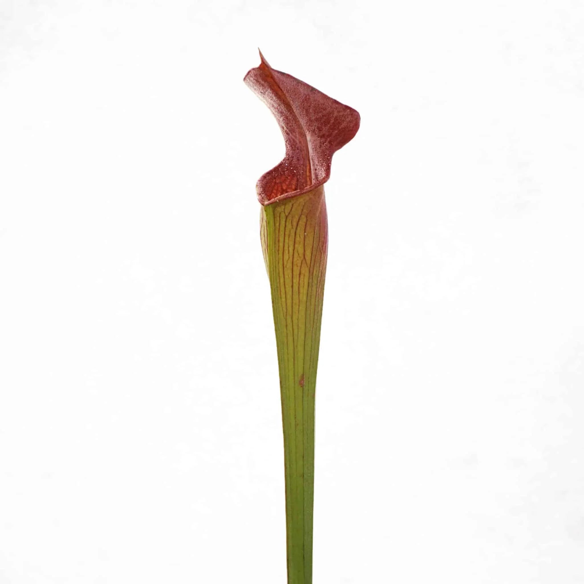 Sarracenia alata „Black Tube“, DeSoto, Miss., 40cm, Pw A 03 大森食虫植物農園