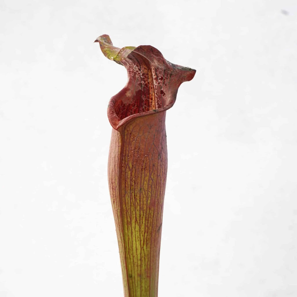 Sarracenia alata „Black Tube“, DeSoto, Miss., 40 cm, ip SA 08 , MK A 27 大森食虫植物農園