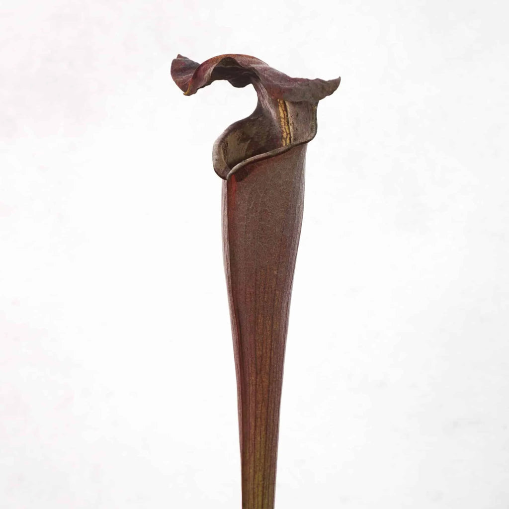 Sarracenia alata „Black Tube“, DeSoto, Miss., 40 cm, ex Klaus Ivanez 大森食虫植物農園