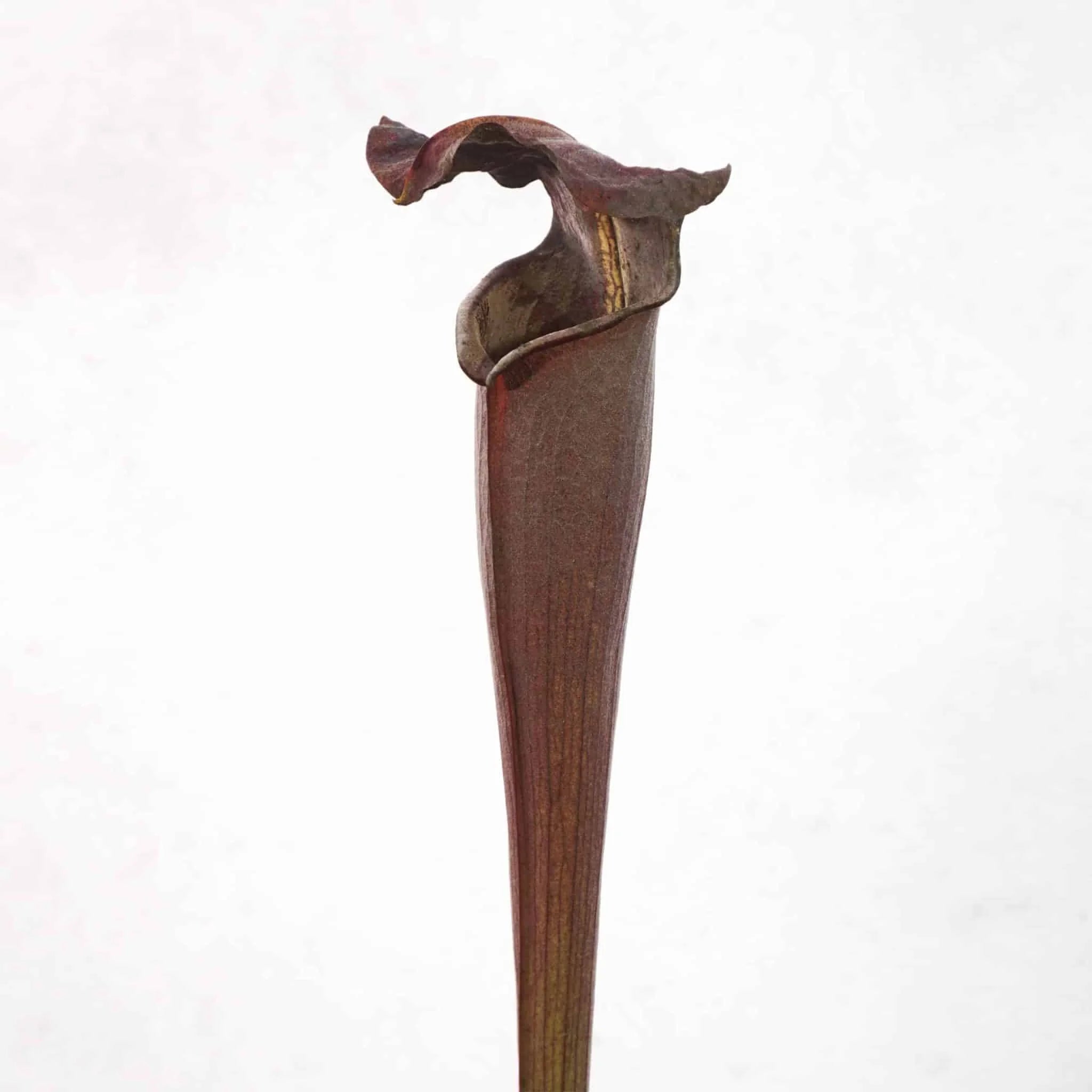Sarracenia alata „Black Tube“, DeSoto, Miss., 40 cm, ex Klaus Ivanez 大森食虫植物農園