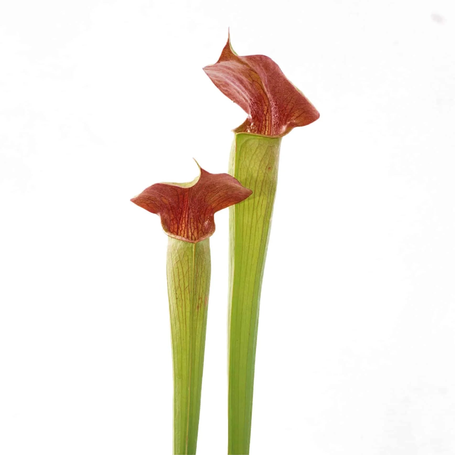 Sarracenia alata „Deep Maroon Throat“, 40 cm, ex Welham 大森食虫植物農園