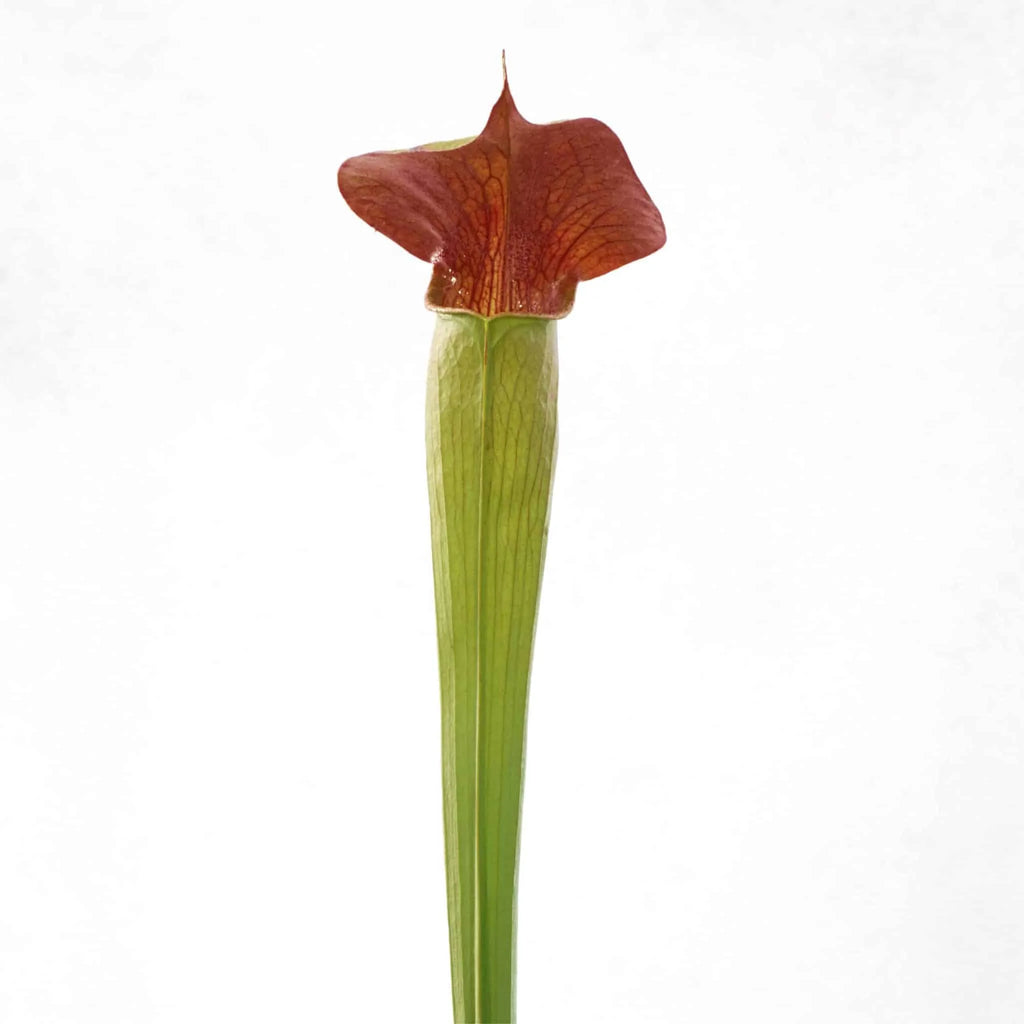 Sarracenia alata „Deep Maroon Throat“, 40 cm, ex Welham 大森食虫植物農園