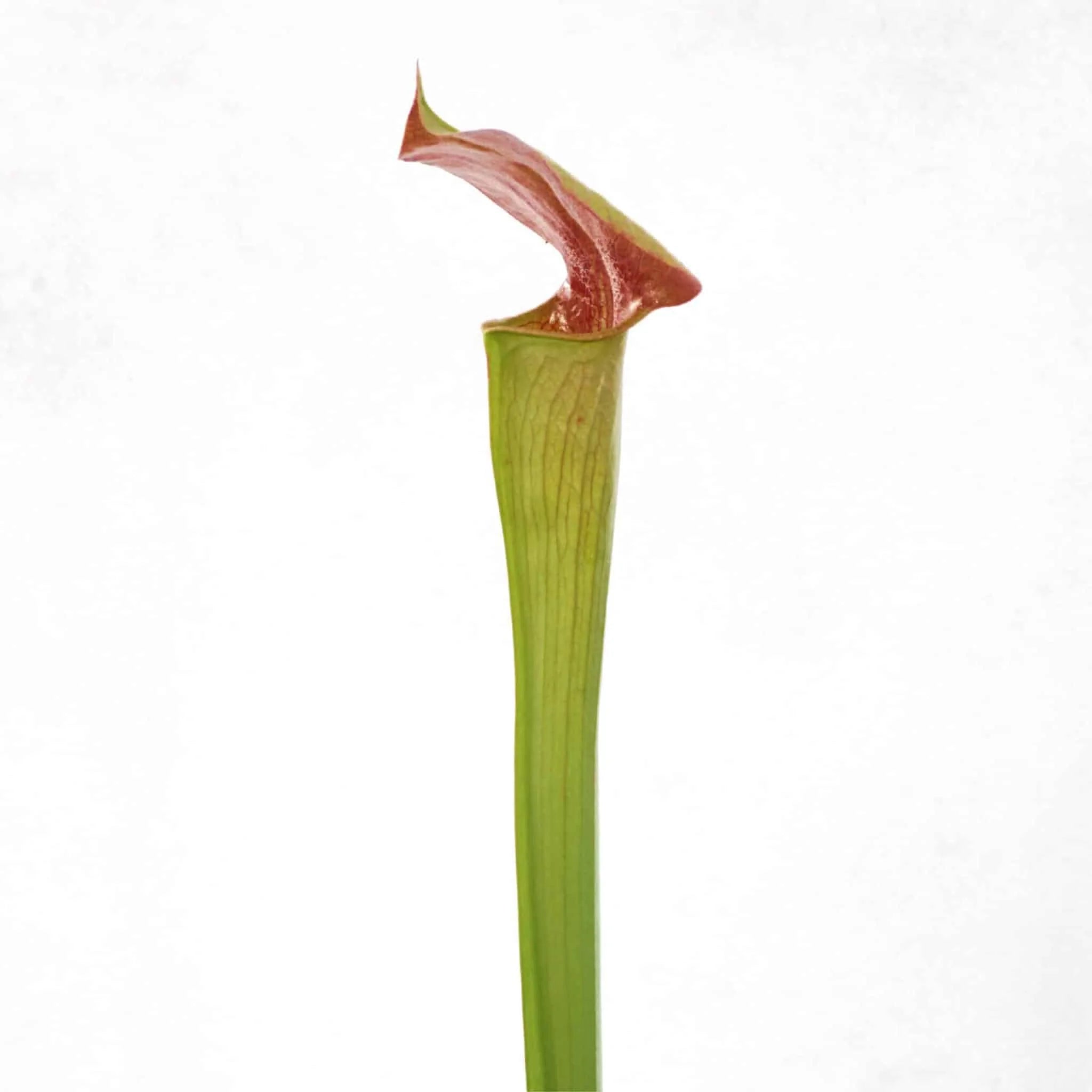Sarracenia alata „Deep Maroon Throat“, 40 cm, ex Welham 大森食虫植物農園