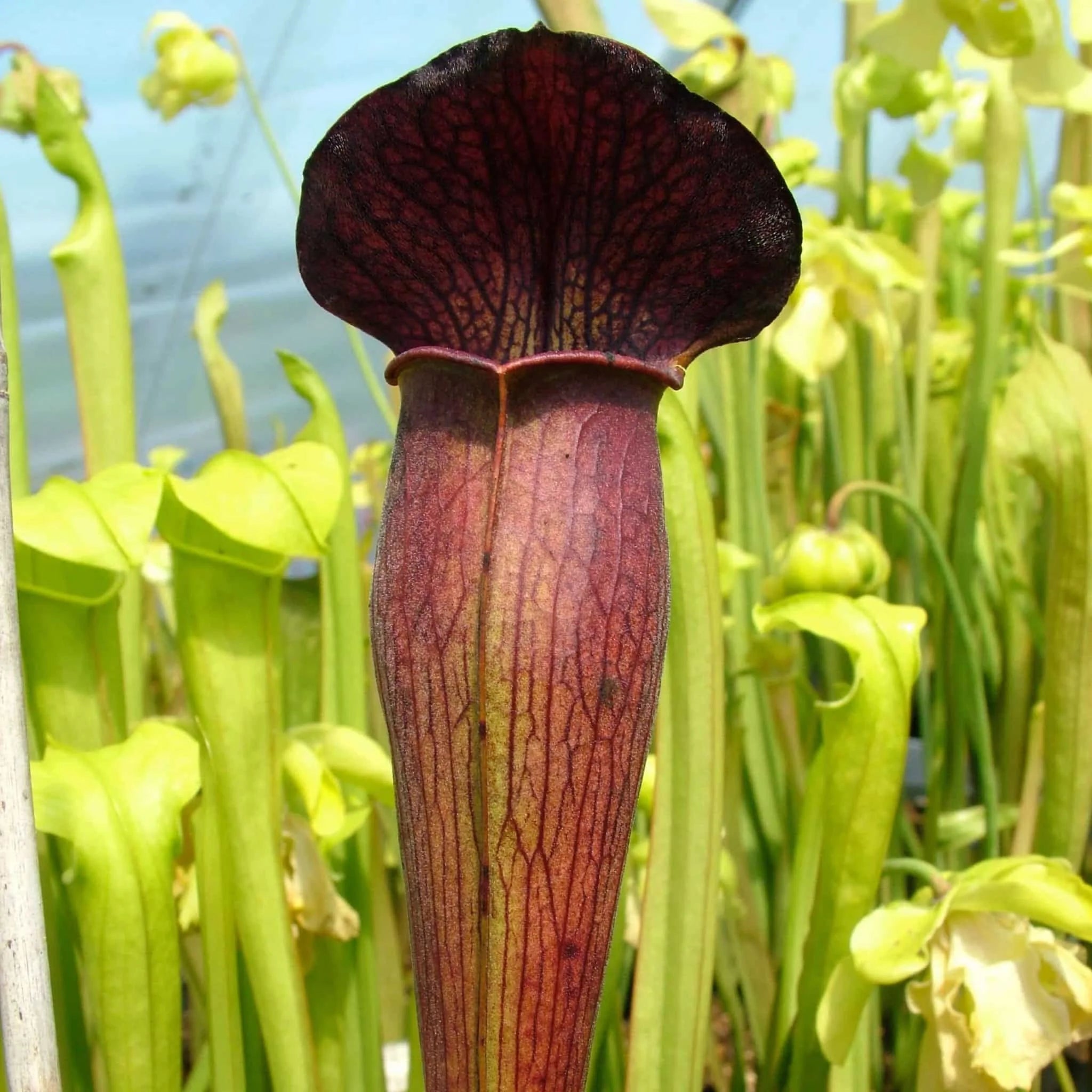 Sarracenia alata „Heavily Veined, Red lidded Bulbous Pitchers“, MK A 20 大森食虫植物農園