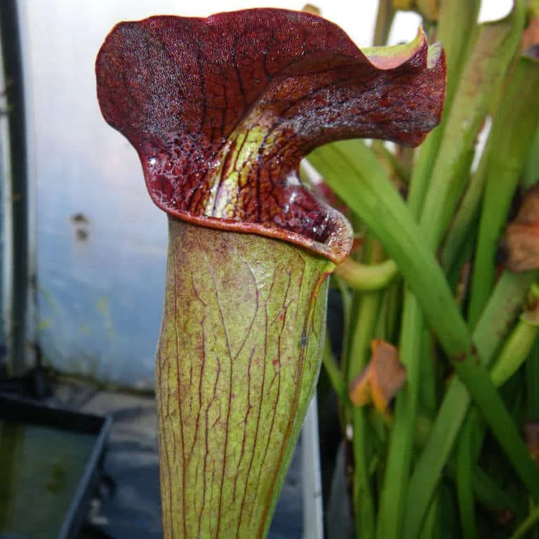Sarracenia alata „Heavily Veined, Red lidded Bulbous Pitchers“, MK A 20 大森食虫植物農園