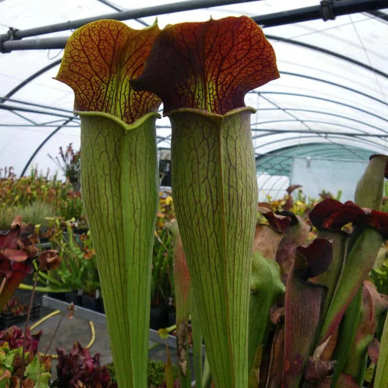 Sarracenia alata „Heavily Veined, Red lidded Bulbous Pitchers“, MK A 20 大森食虫植物農園