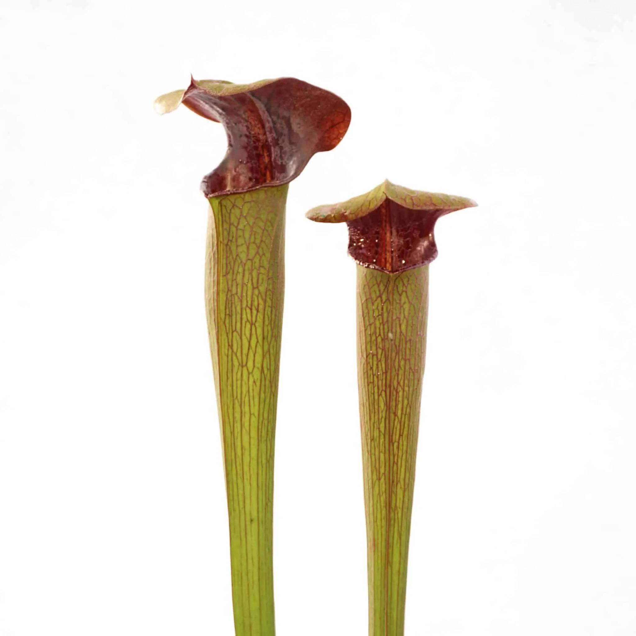 Sarracenia alata „Heavy Veined, Red Throat“, 40 cm, ex H. Hennern 大森食虫植物農園